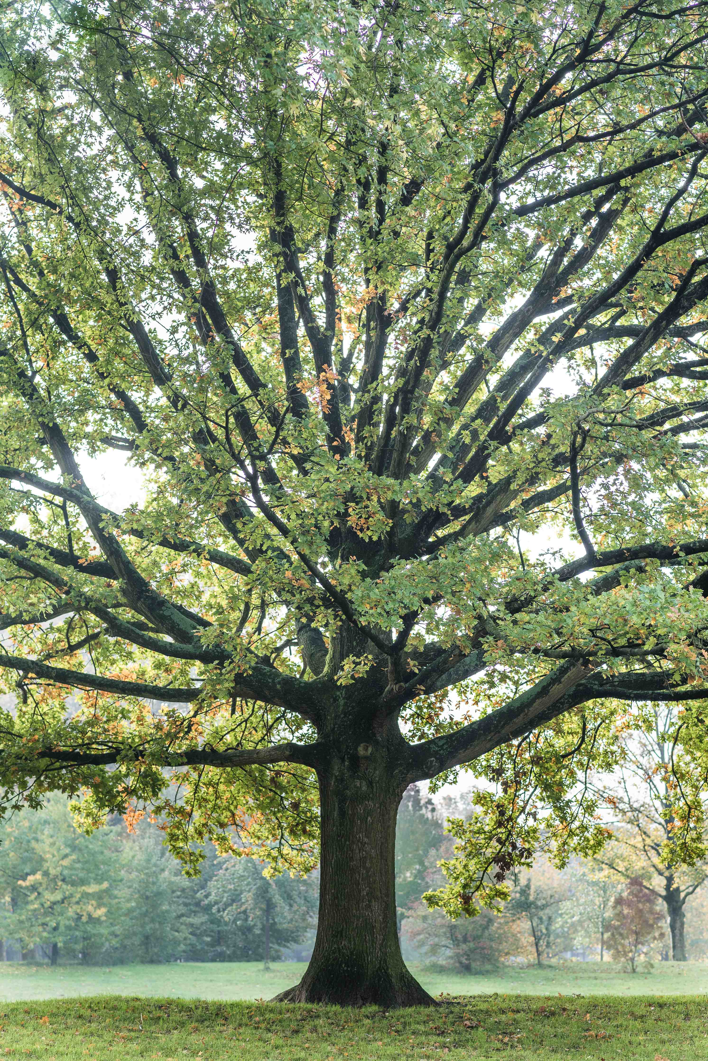 Große Wandbilder-Majestischer Baum in grüner Natur