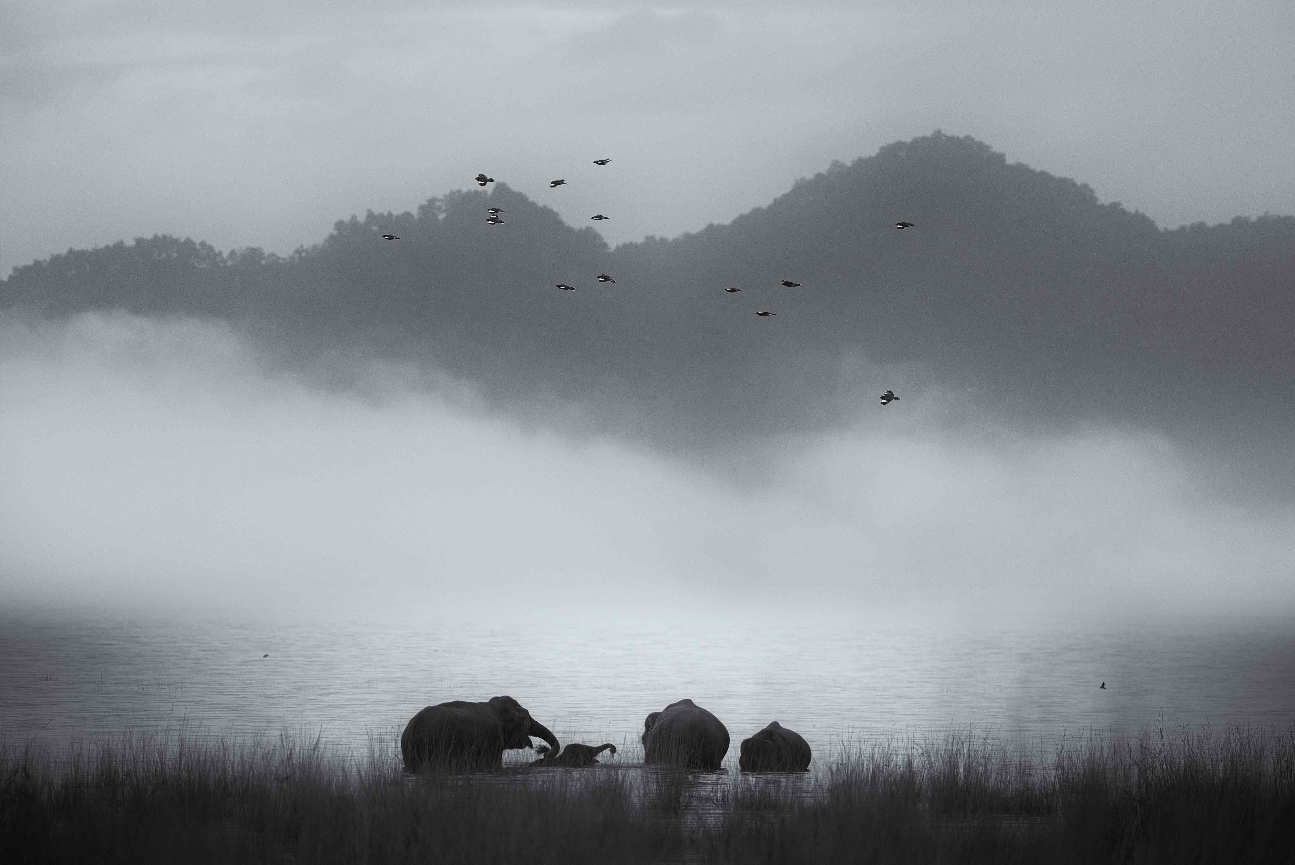 Große Wandbilder-Misty Landscape with Animals