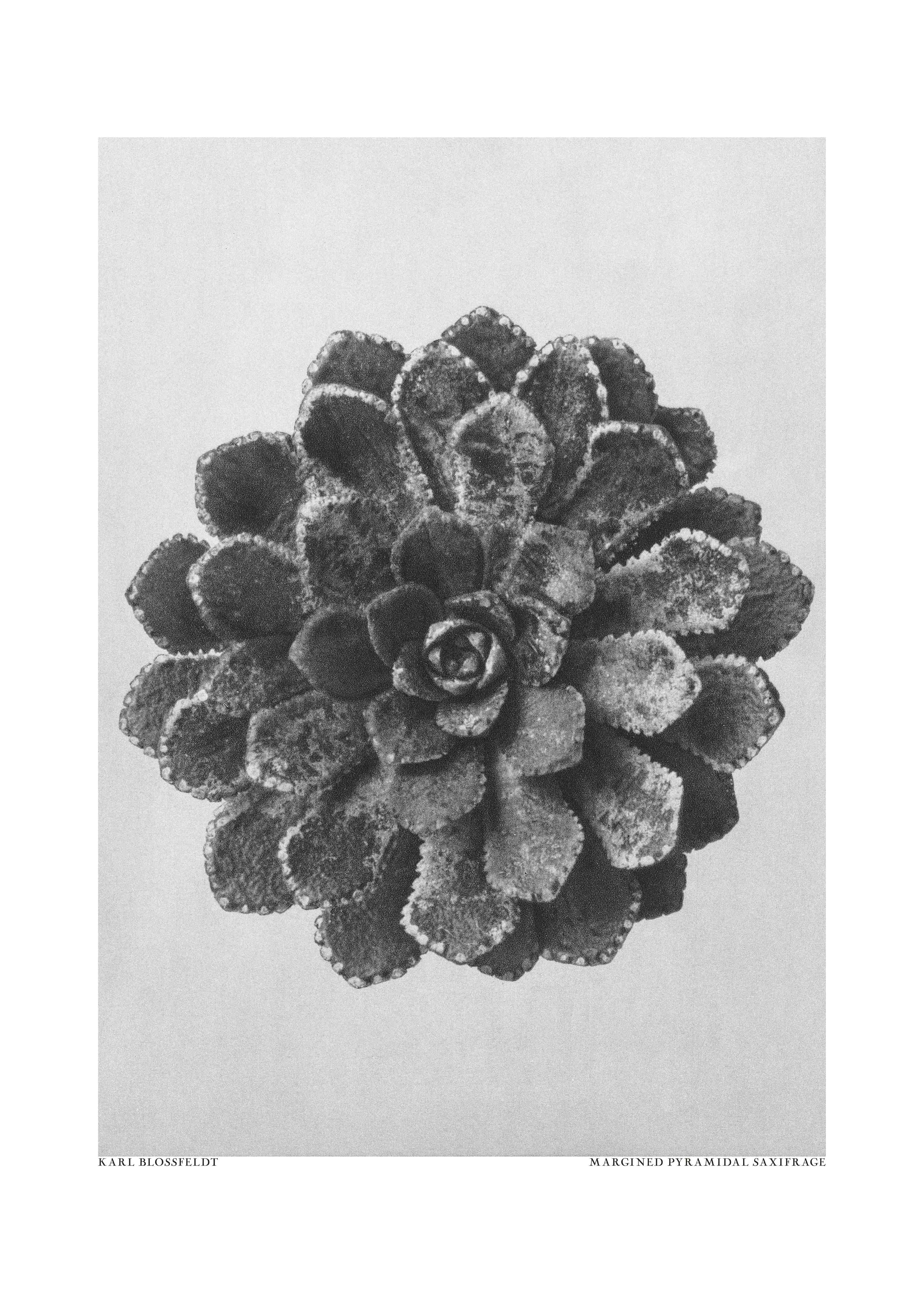 Große Wandbilder-Monochromes Tannenzapfen-Motiv
