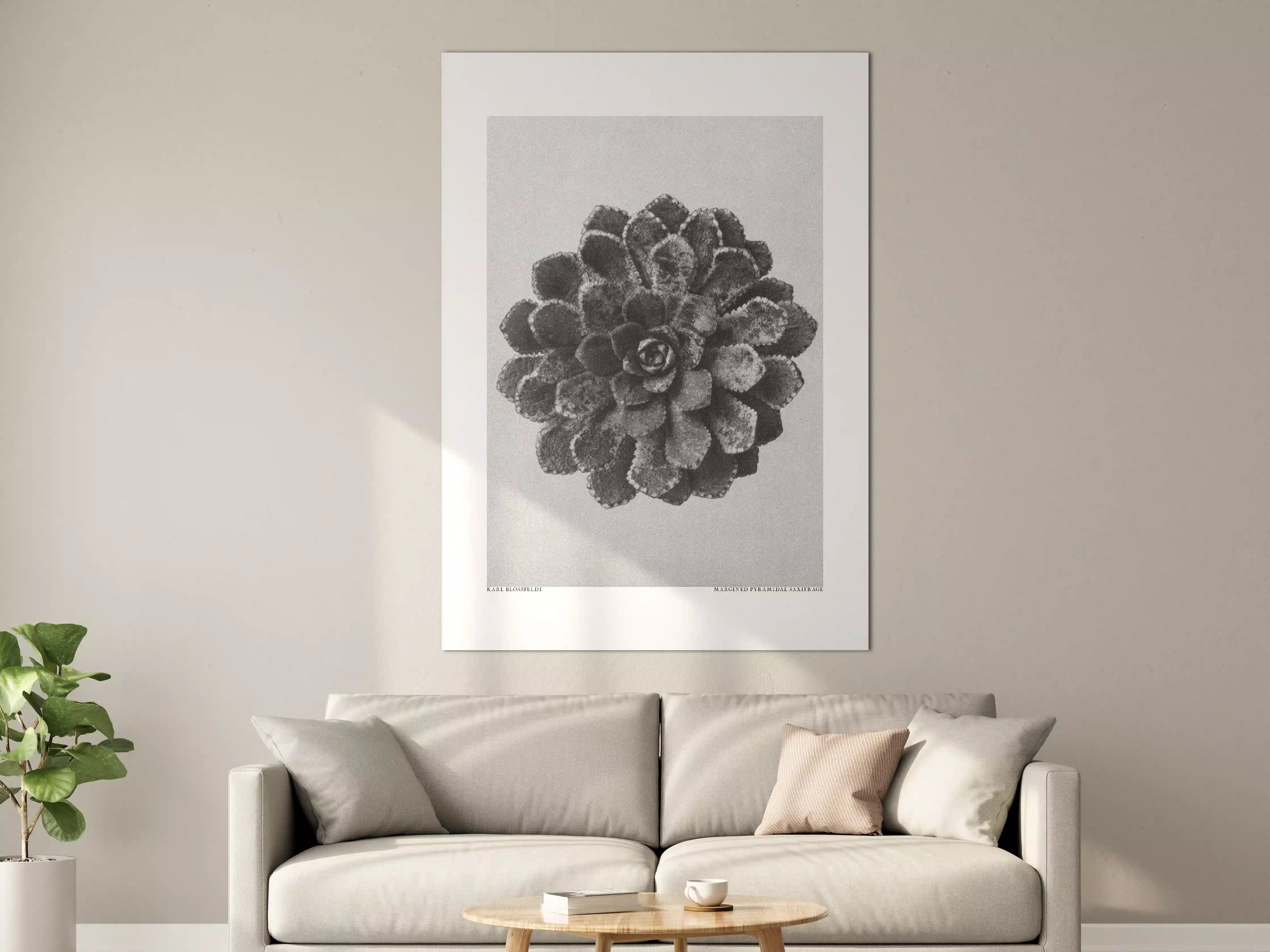 Große Wandbilder - Monochromes Tannenzapfen-Motiv