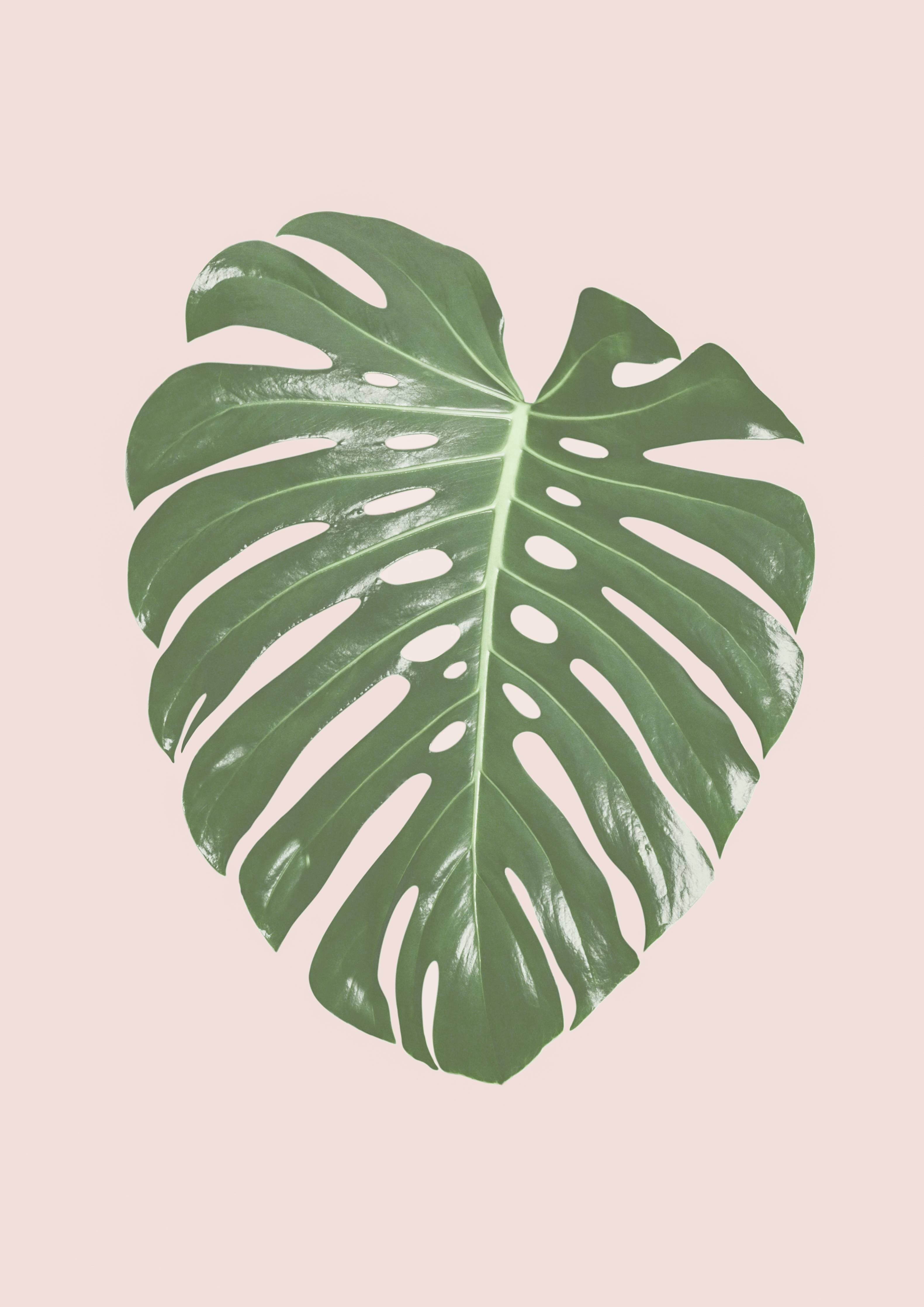 Große Wandbilder-Monstera-Blatt auf pastellfarbenem Hintergrund