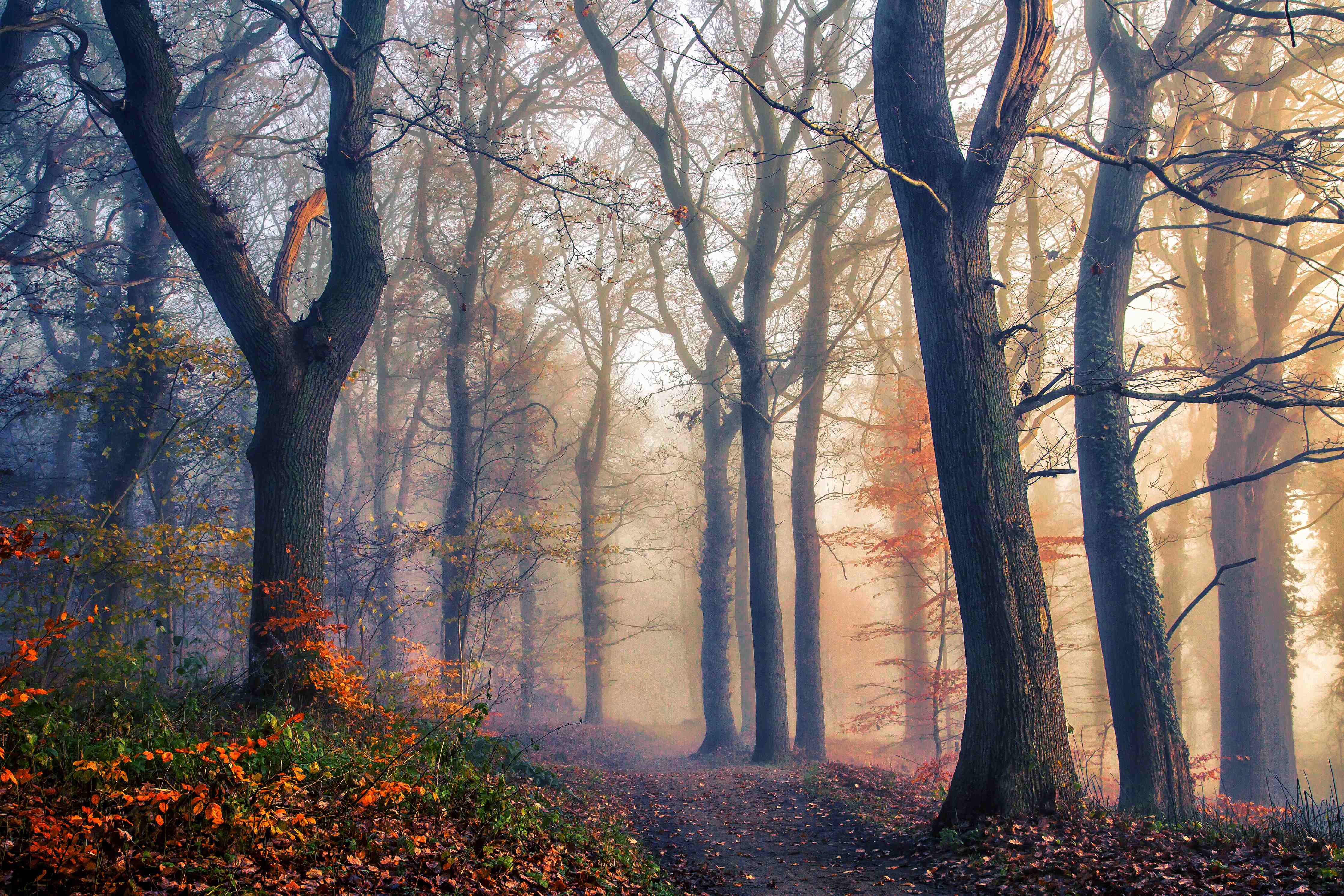 Große Wandbilder-Morgennebel im grauen Laubweg