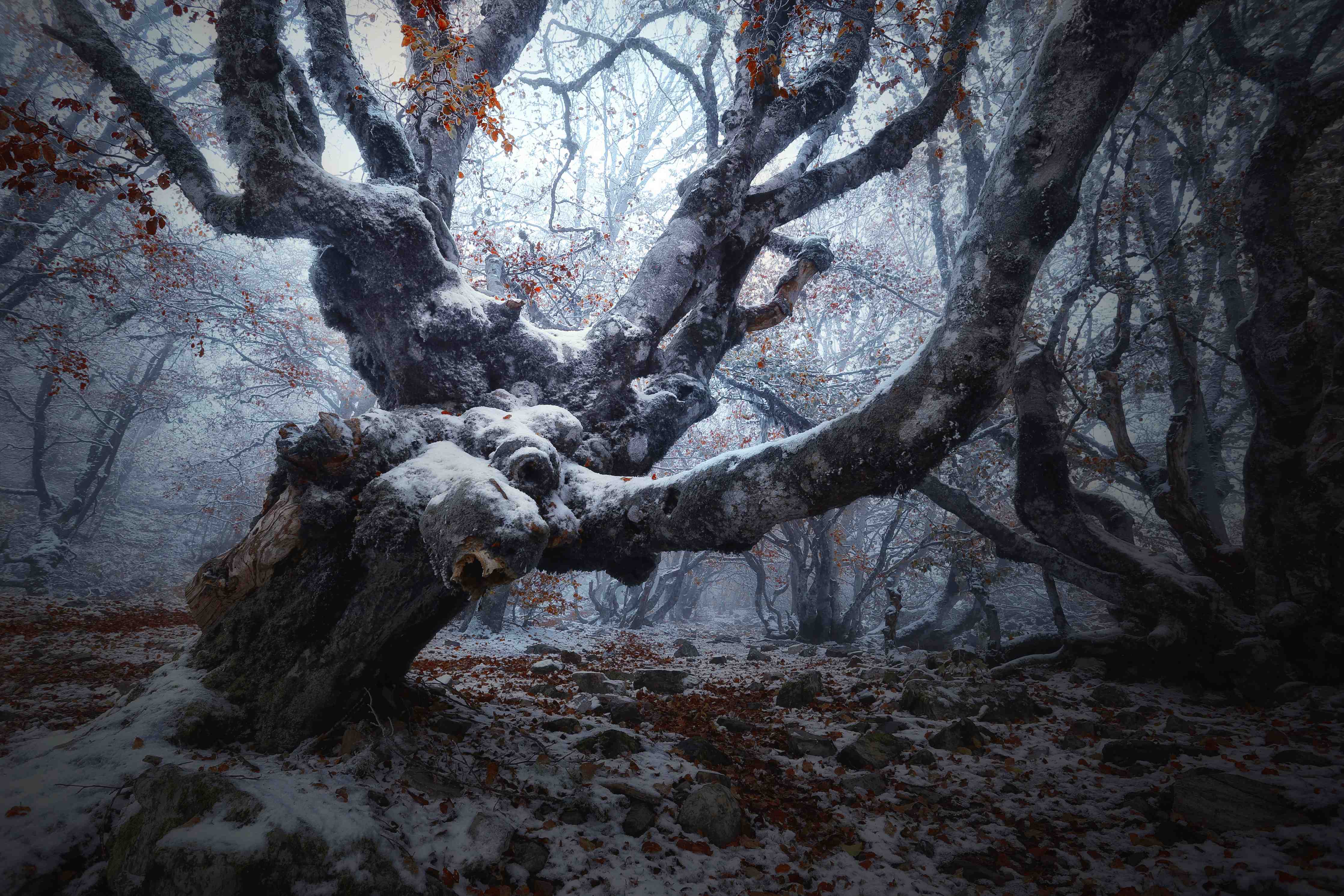 Große Wandbilder-Mystischer Nebelwald mit verwurzeltem Baum