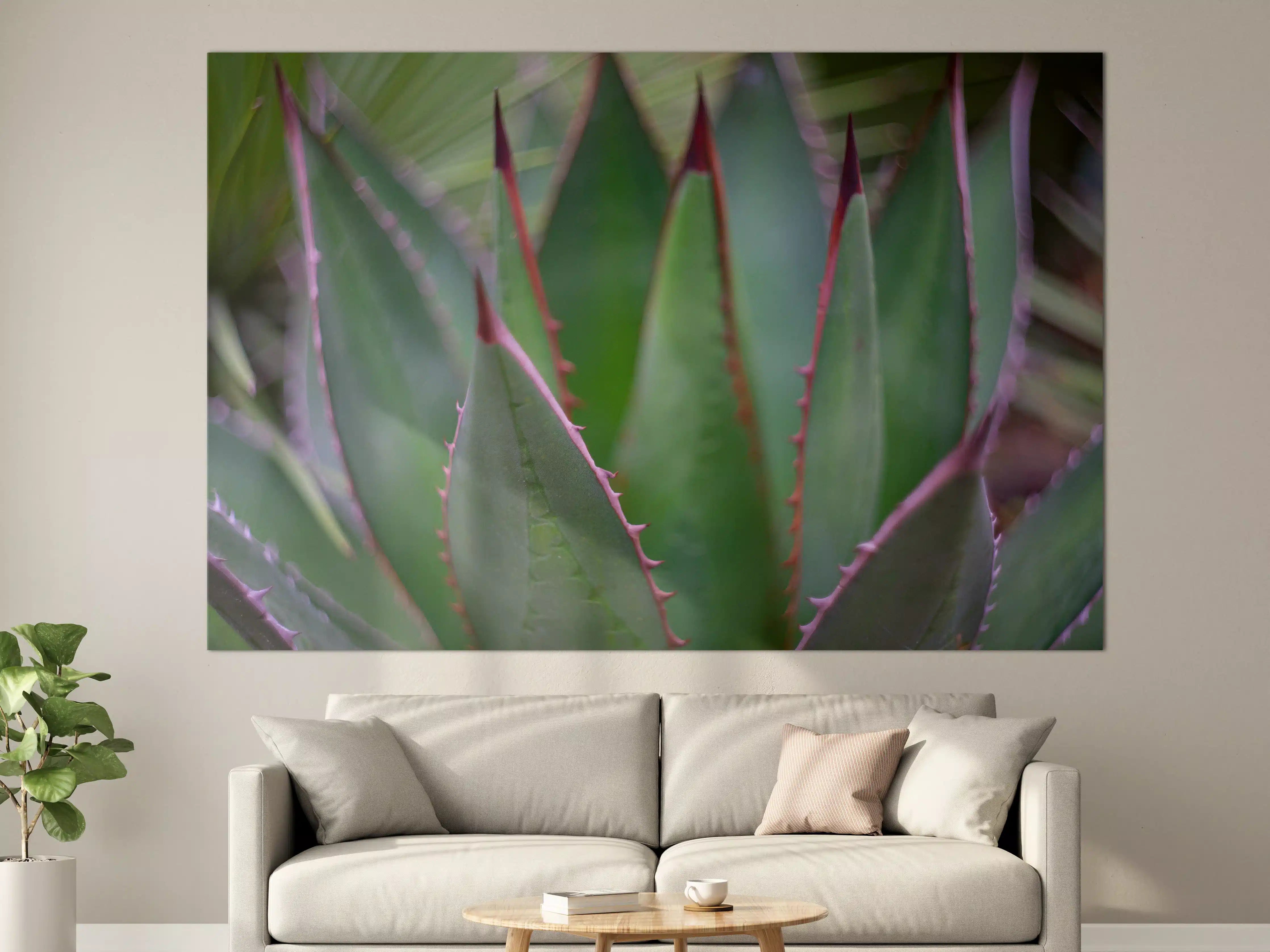 Große Wandbilder - Nahaufnahme - Agave ghiesbreghti