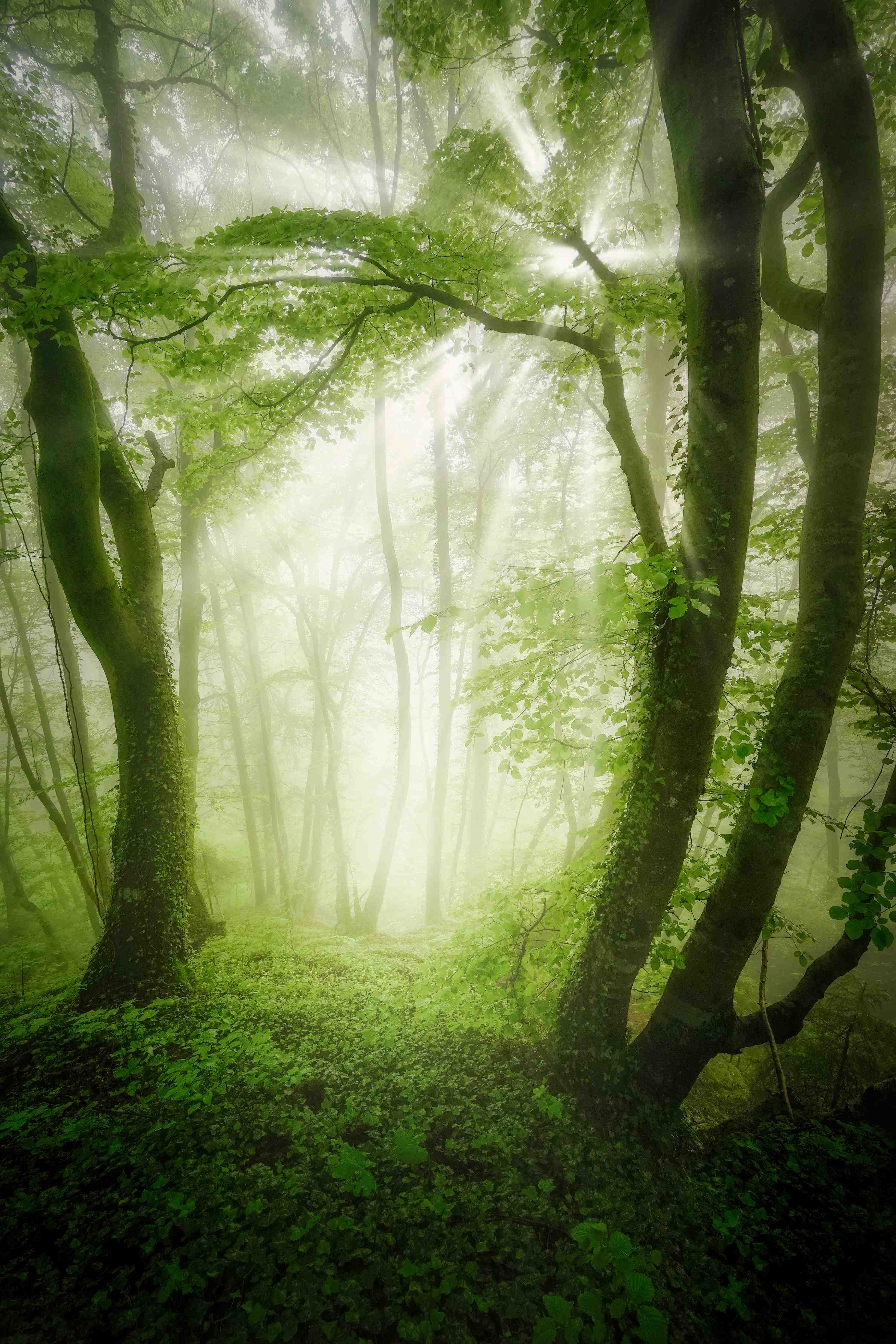 Große Wandbilder-Nebeliger Wald mit grünen Blättern