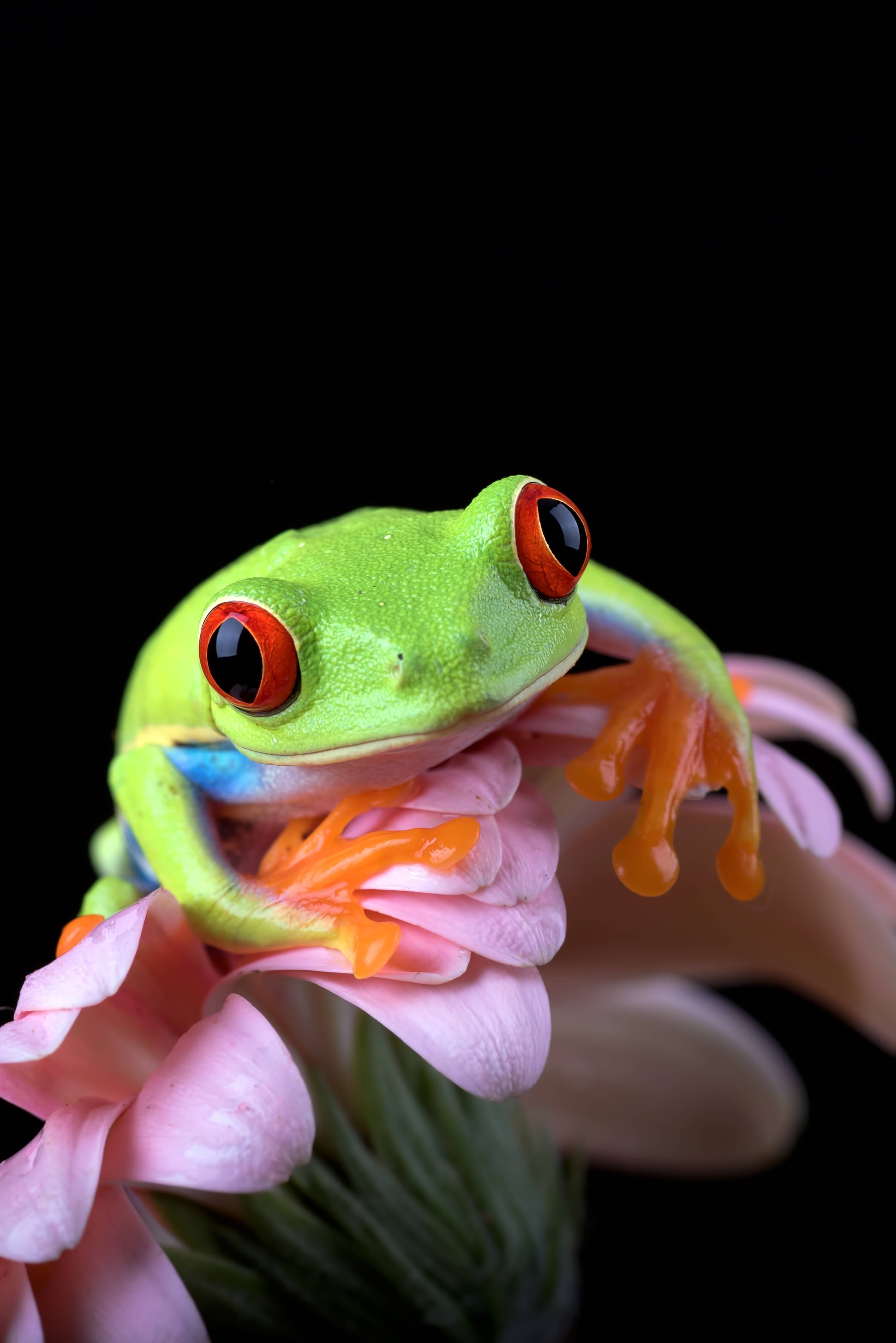 Große Wandbilder-Neongrüner Frosch auf blumigem Hintergrund