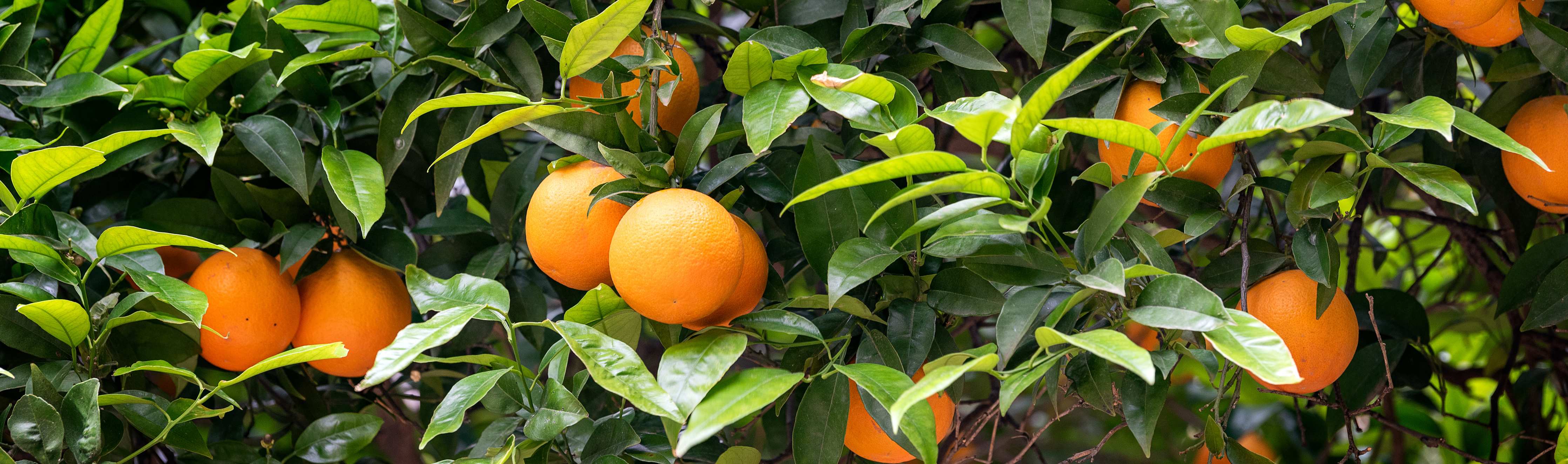 Große Wandbilder-Orangen im Zwinskygarten