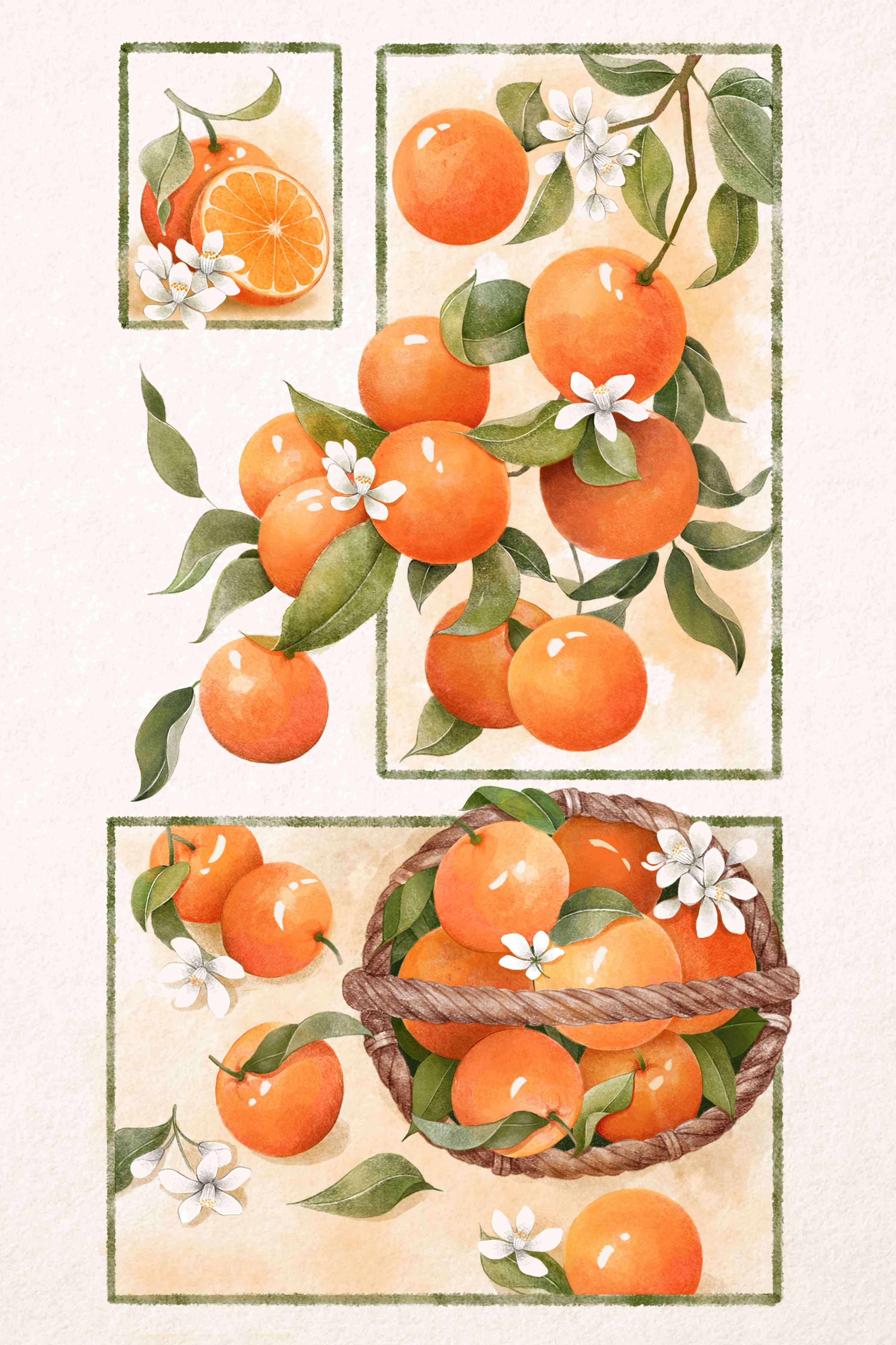 Große Wandbilder-Orangenblüte Stillleben Illustration