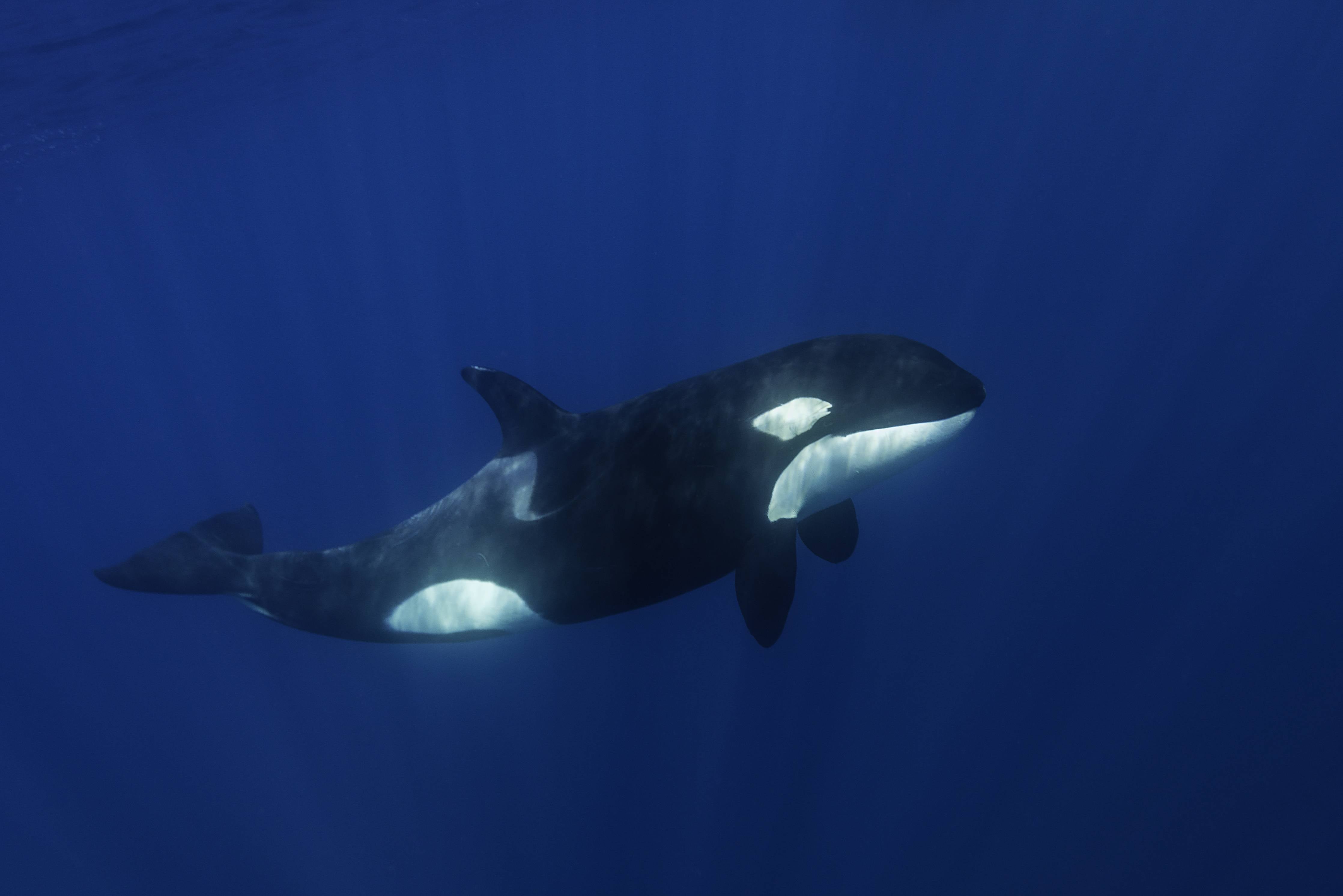 Große Wandbilder-Orca im blauen Pazifik