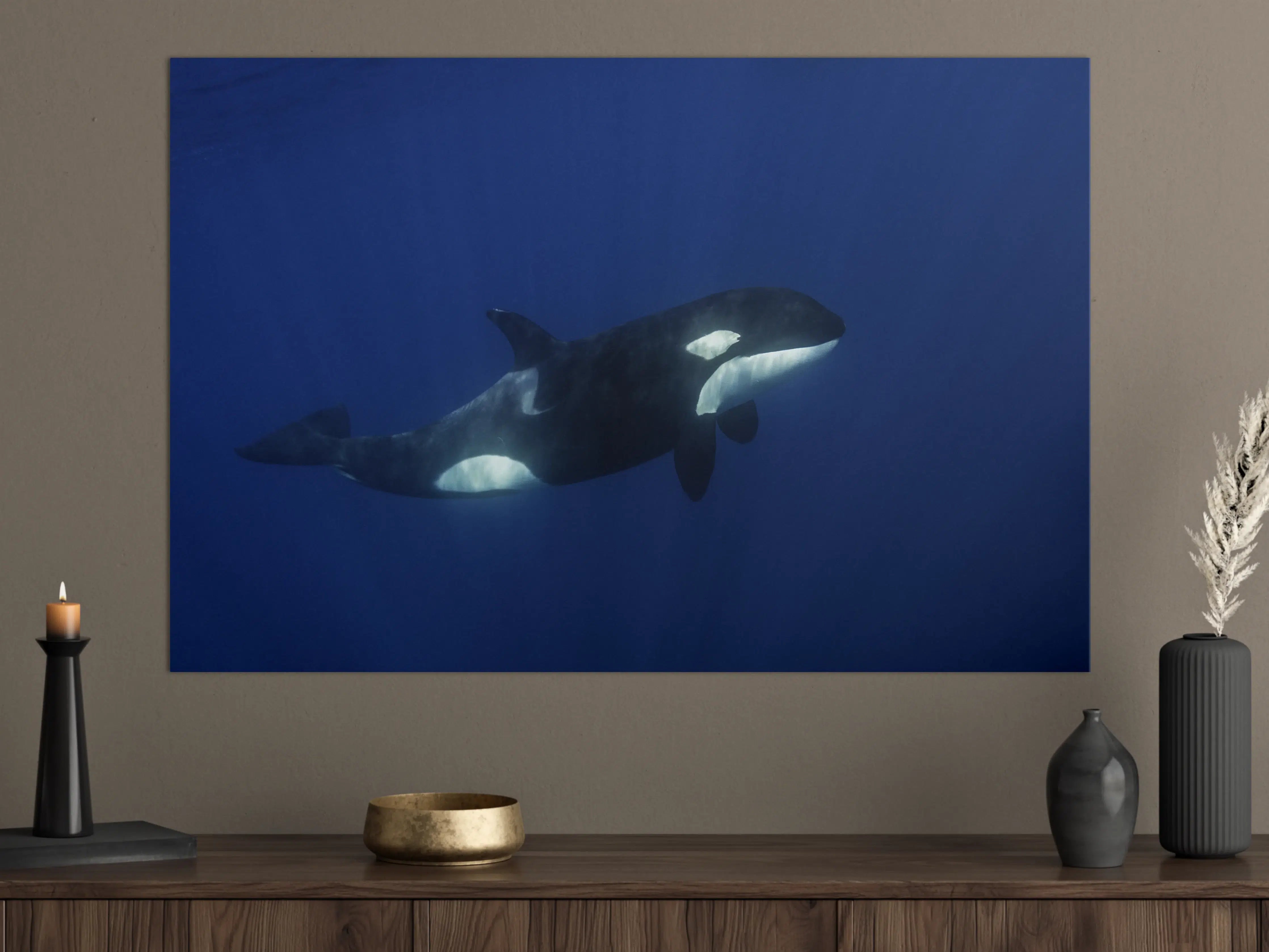 Große Wandbilder - Orca im blauen Pazifik