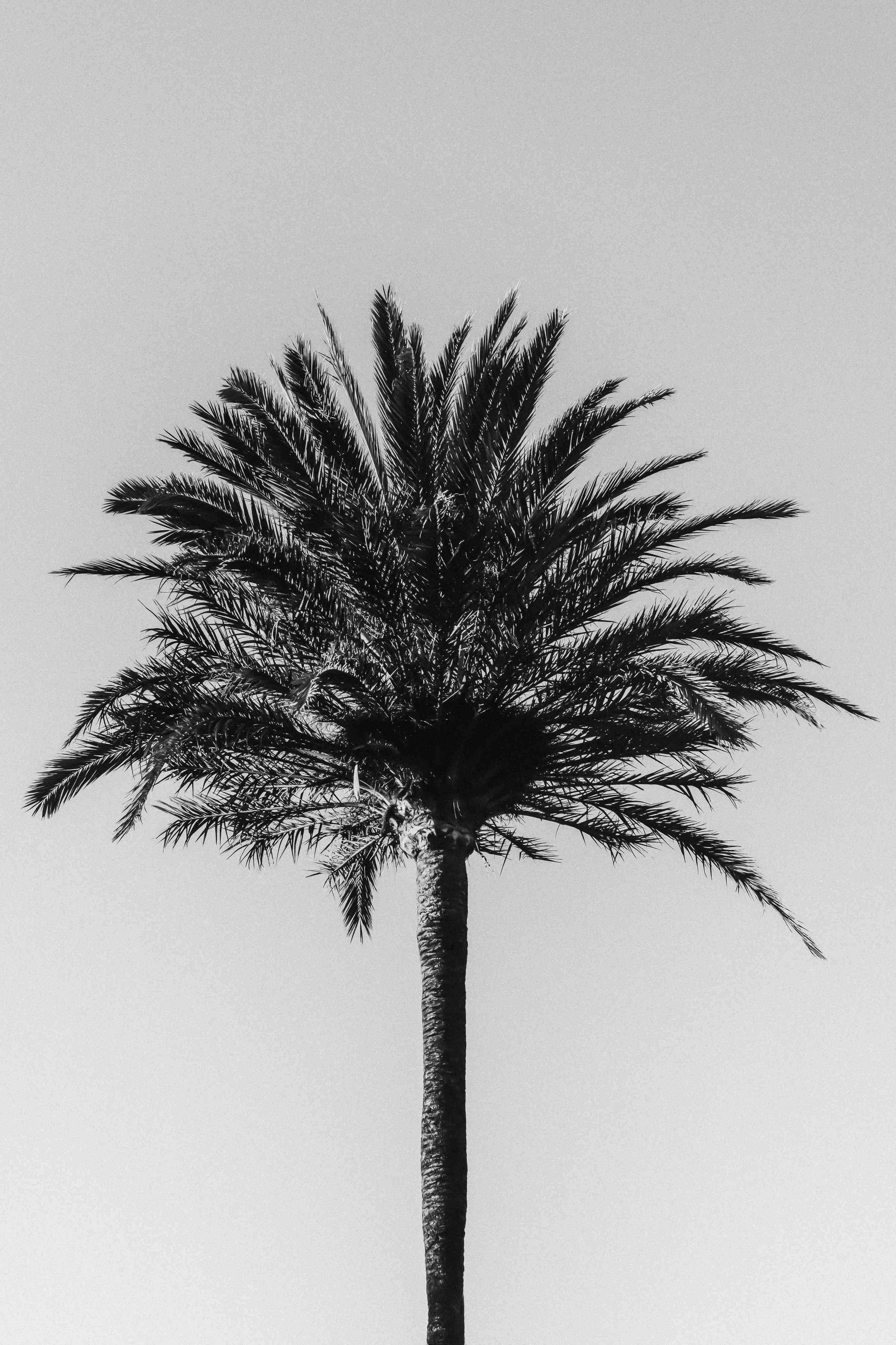 Große Wandbilder-Palme - Schwarz-weiß