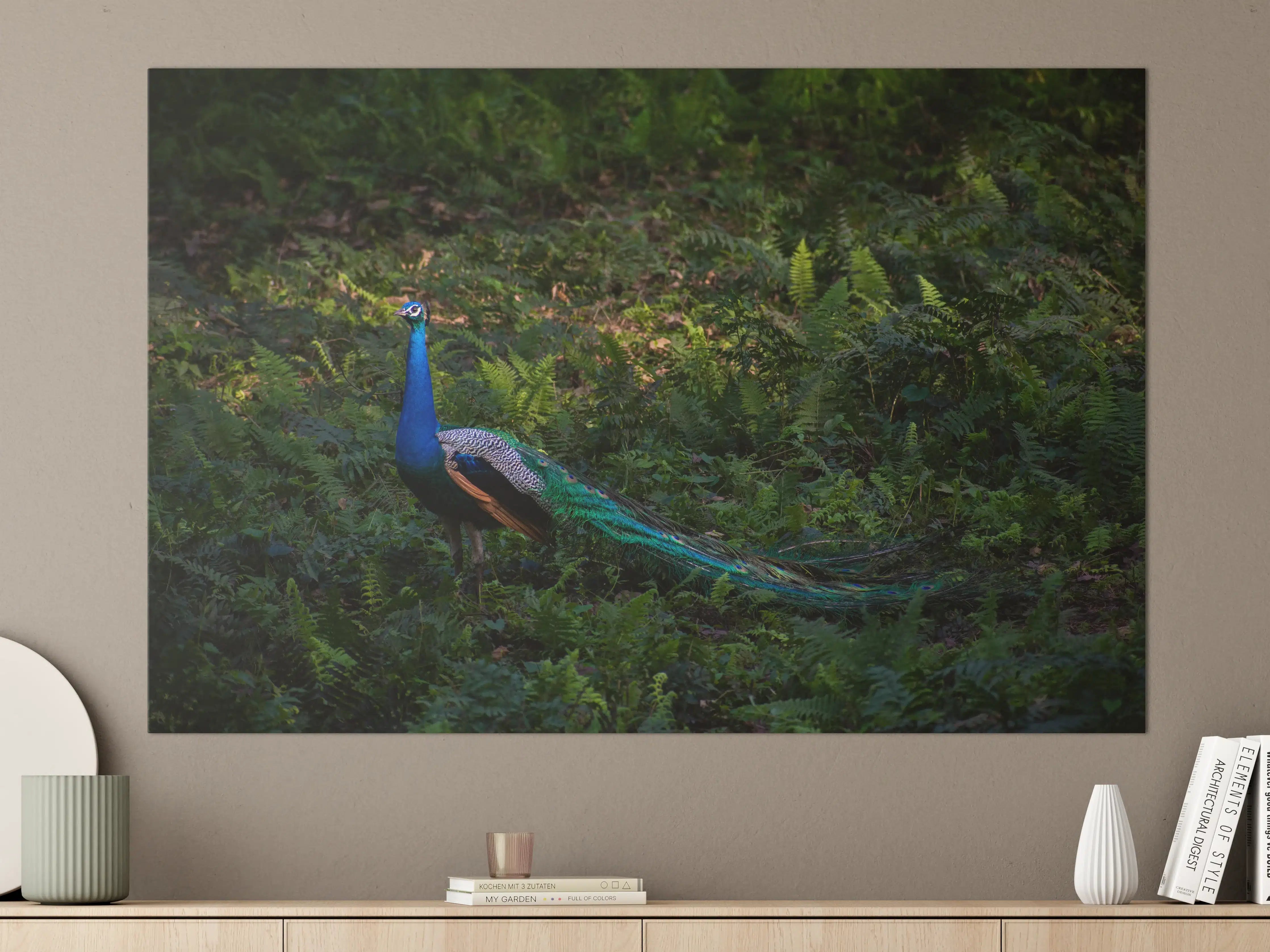Große Wandbilder - Pfau in freier Natur