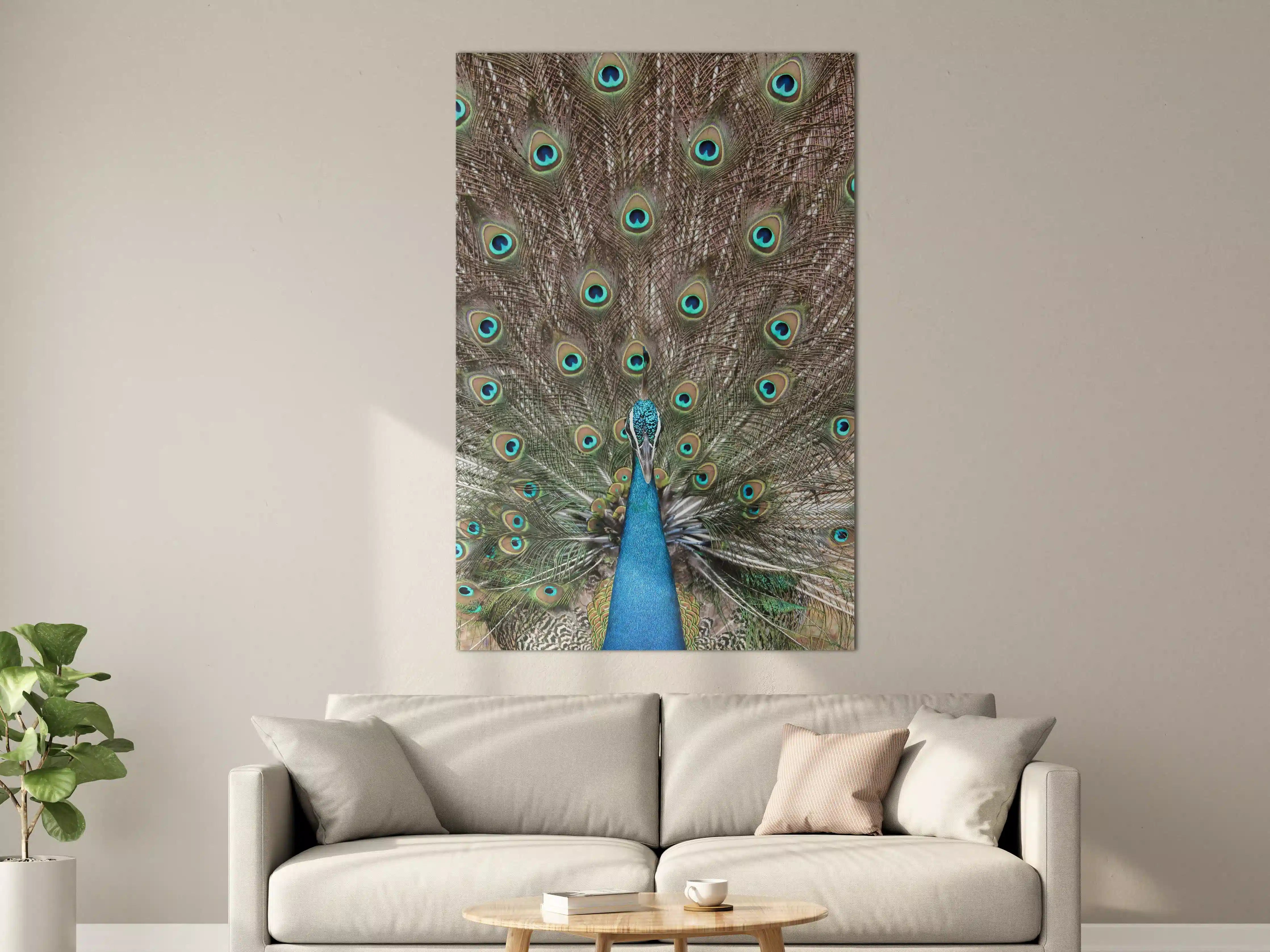 Große Wandbilder - Prachteroser Pfau mit farbenfrohem Federkleid