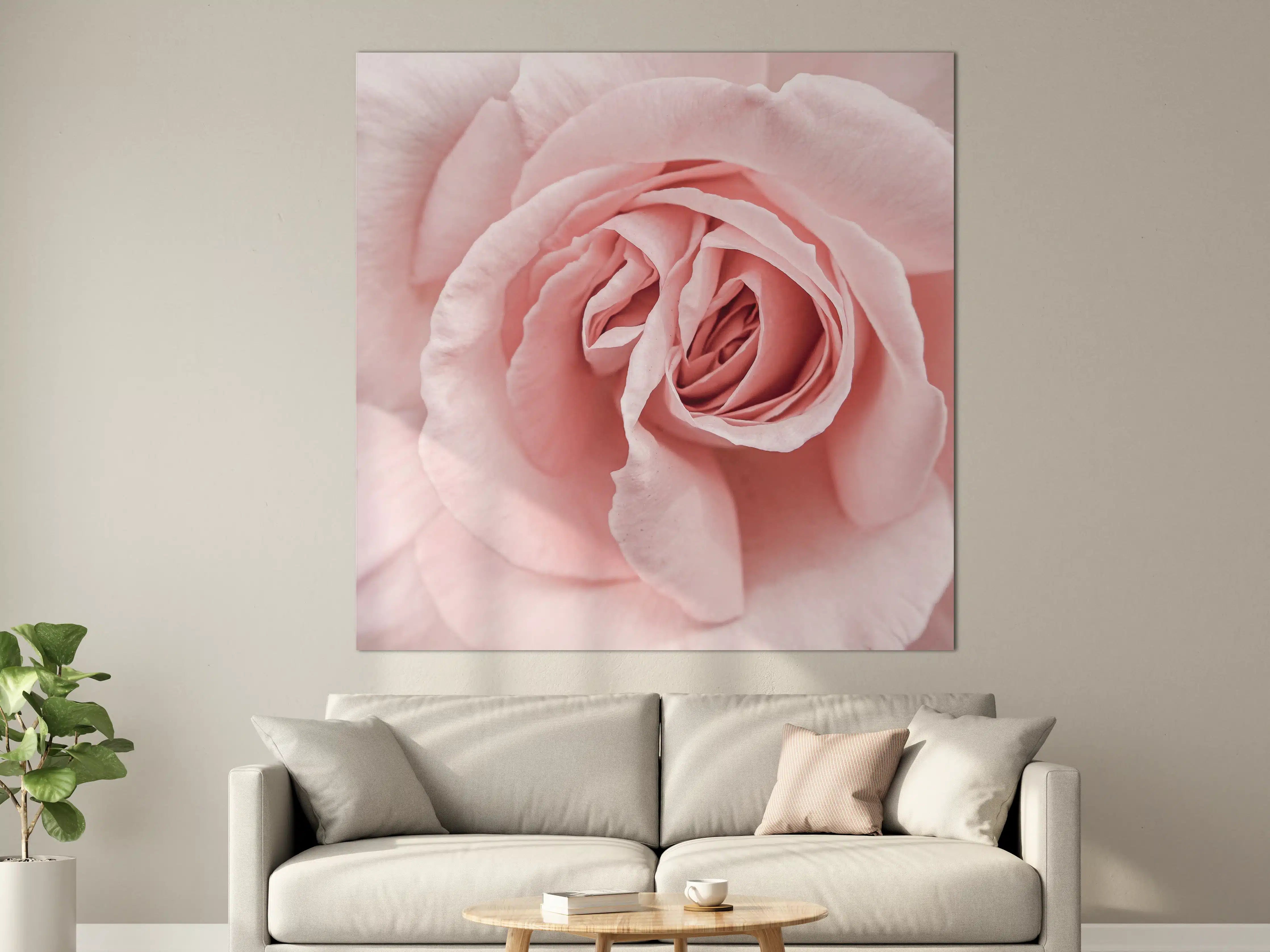 Große Wandbilder - Prächtige rosa Rose