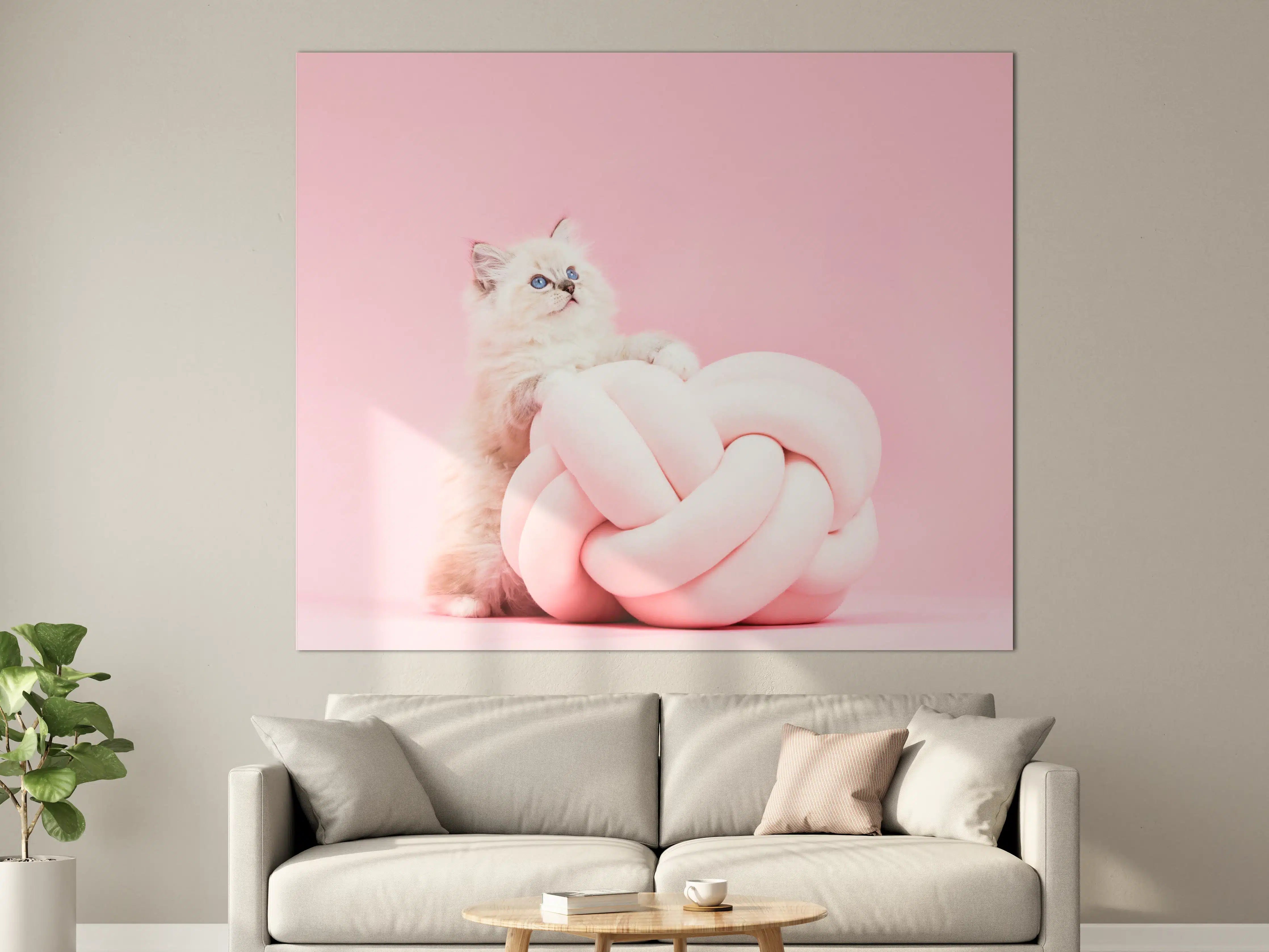 Große Wandbilder - Ragdoll Katze auf Pinken Hintergrund