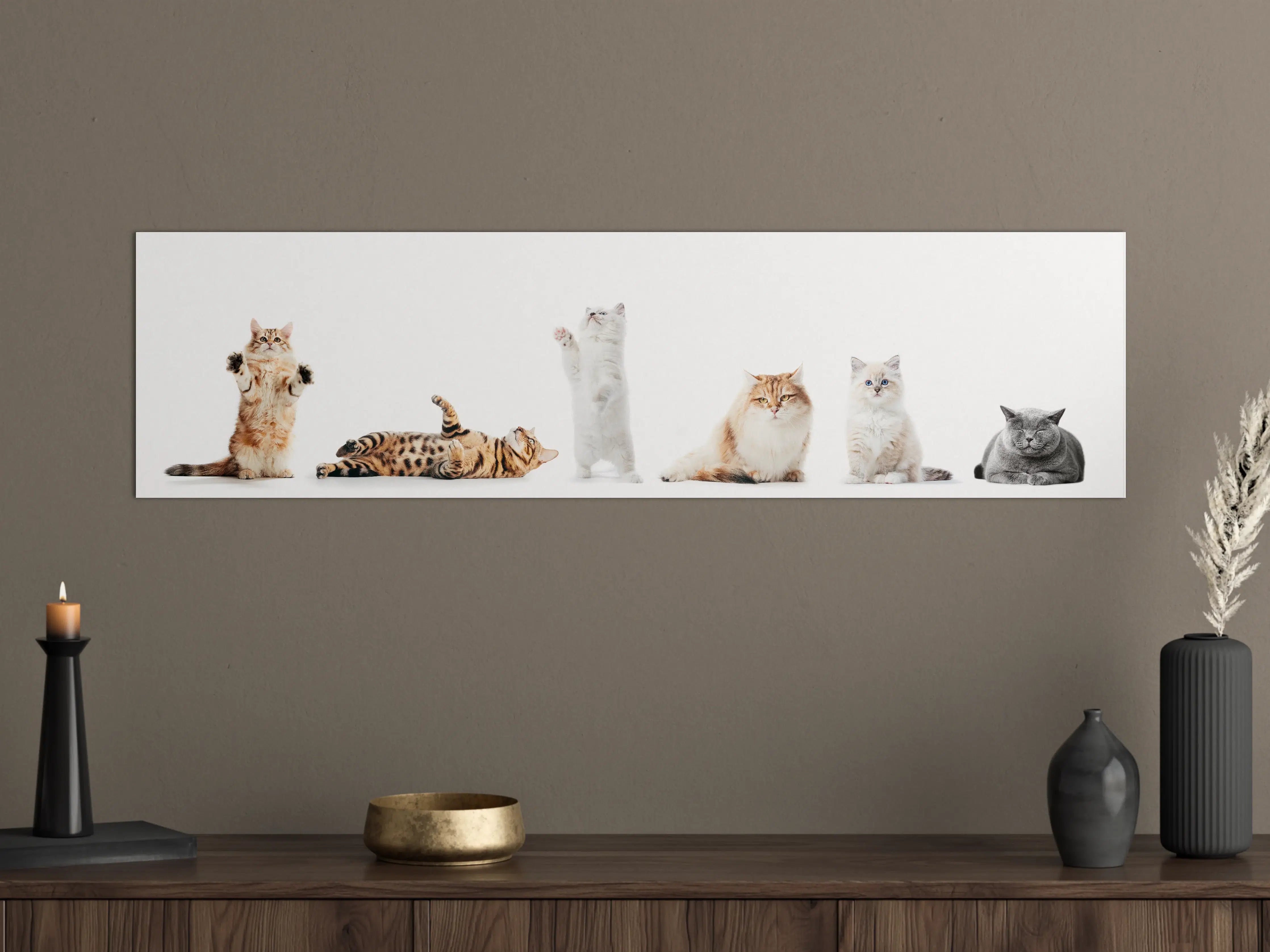 Große Wandbilder - Reinrassige Katzen Weiß-Sammlung