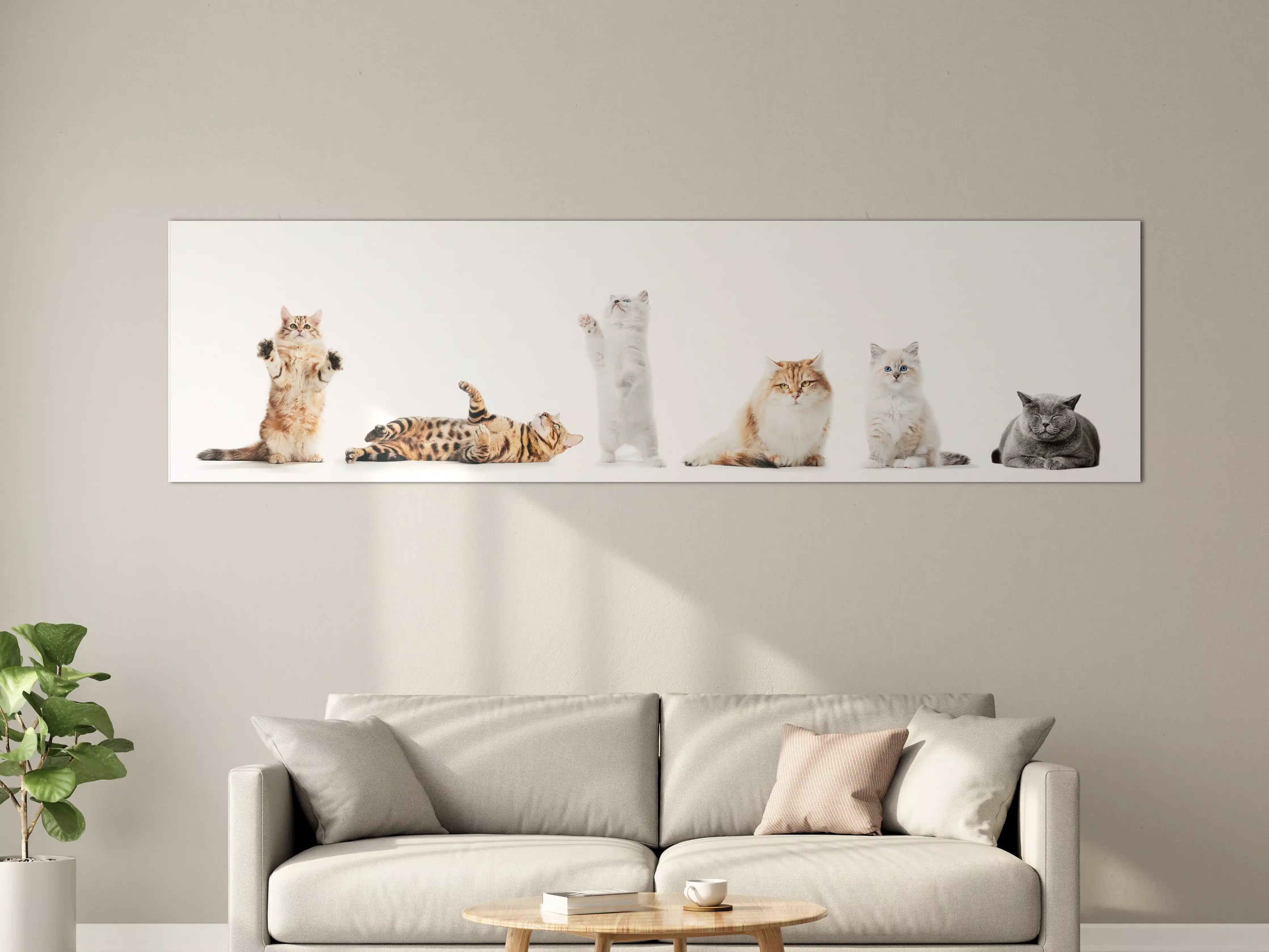 Große Wandbilder - Reinrassige Katzen Weiß-Sammlung