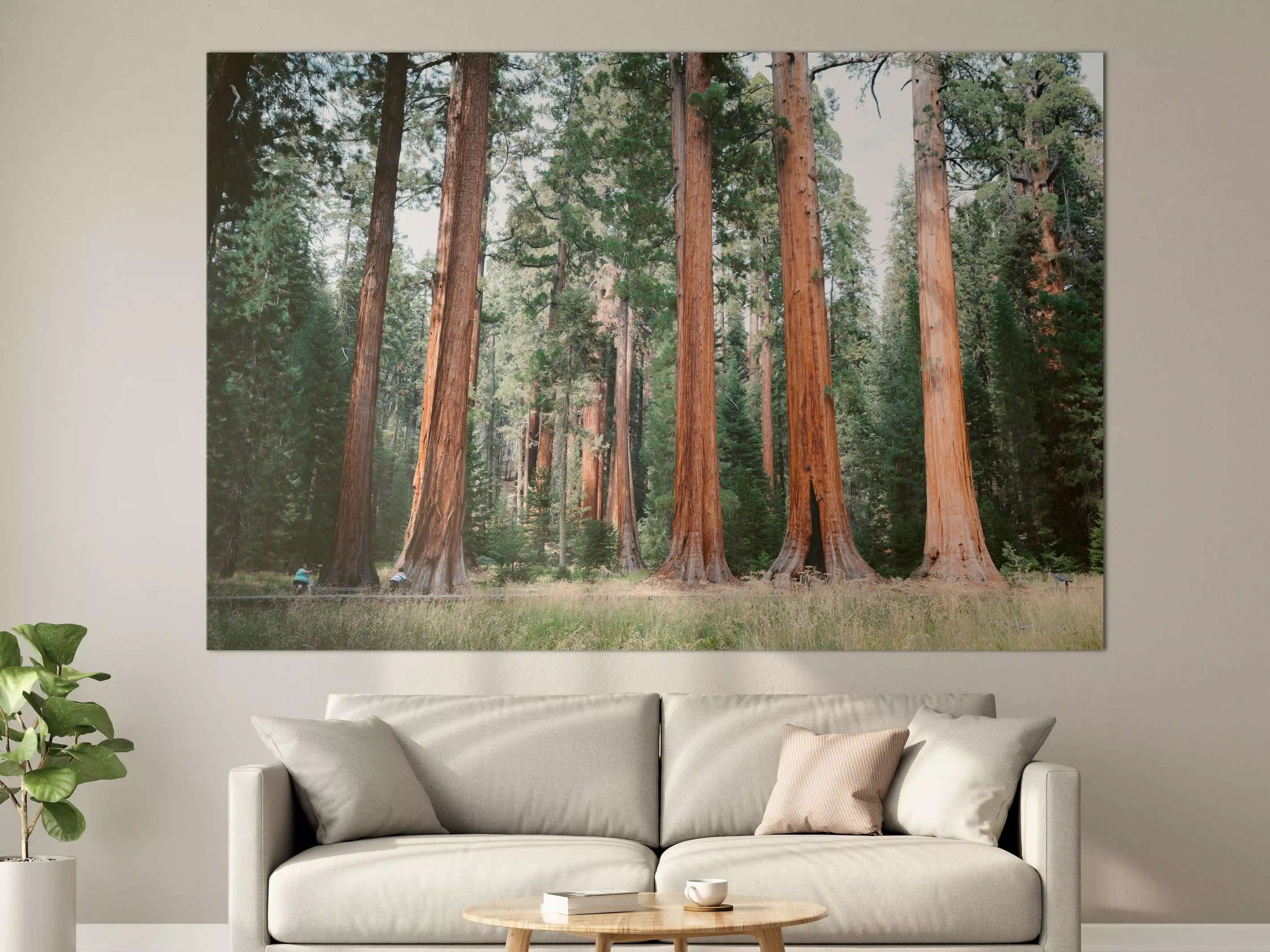 Große Wandbilder - Riesenmammutbäume im Sequoia-Nationalpark