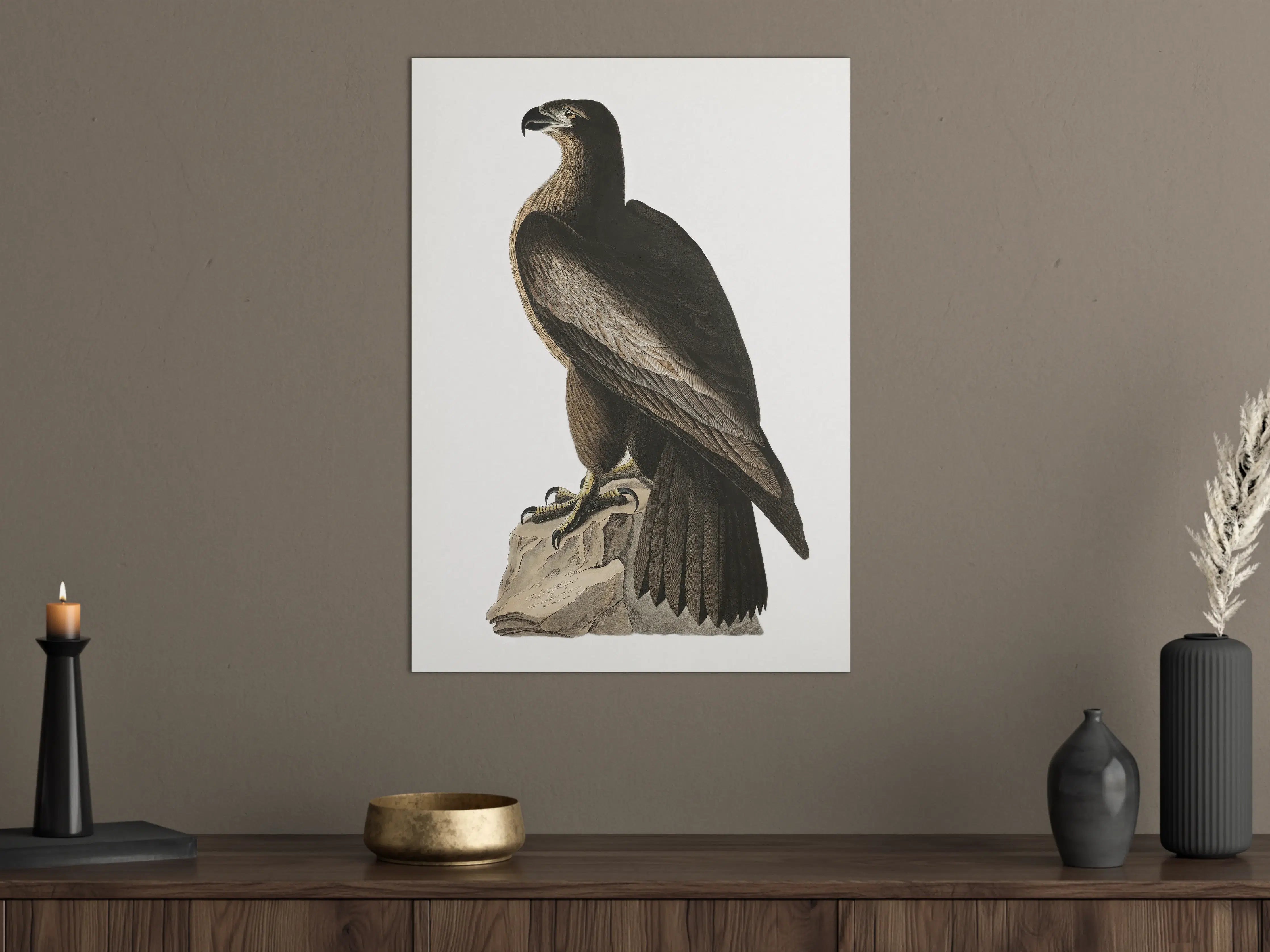 Große Wandbilder - Riesenseeadler Portrait - John James Audubon
