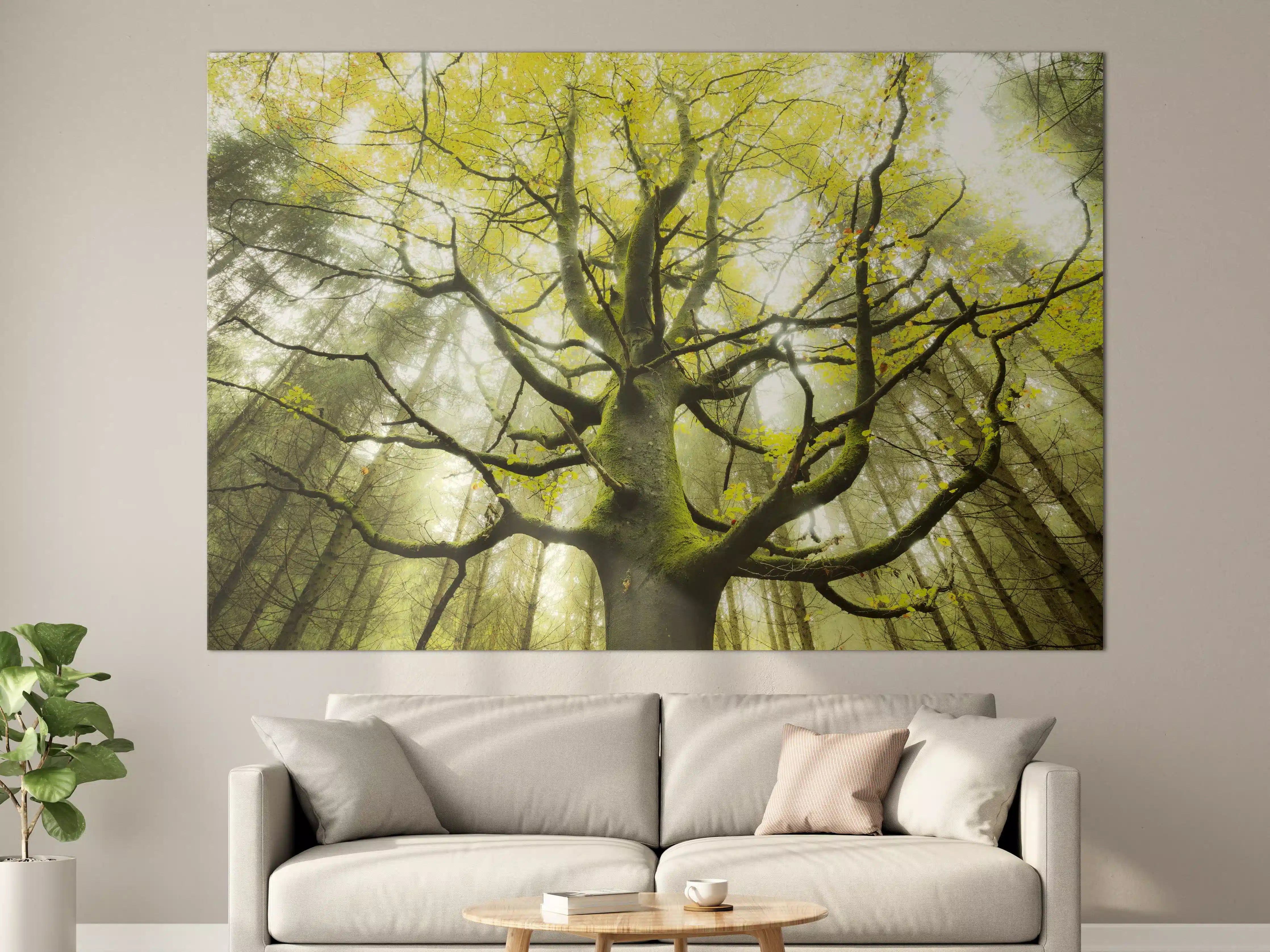 Große Wandbilder - Riesiger Baum in Bayern