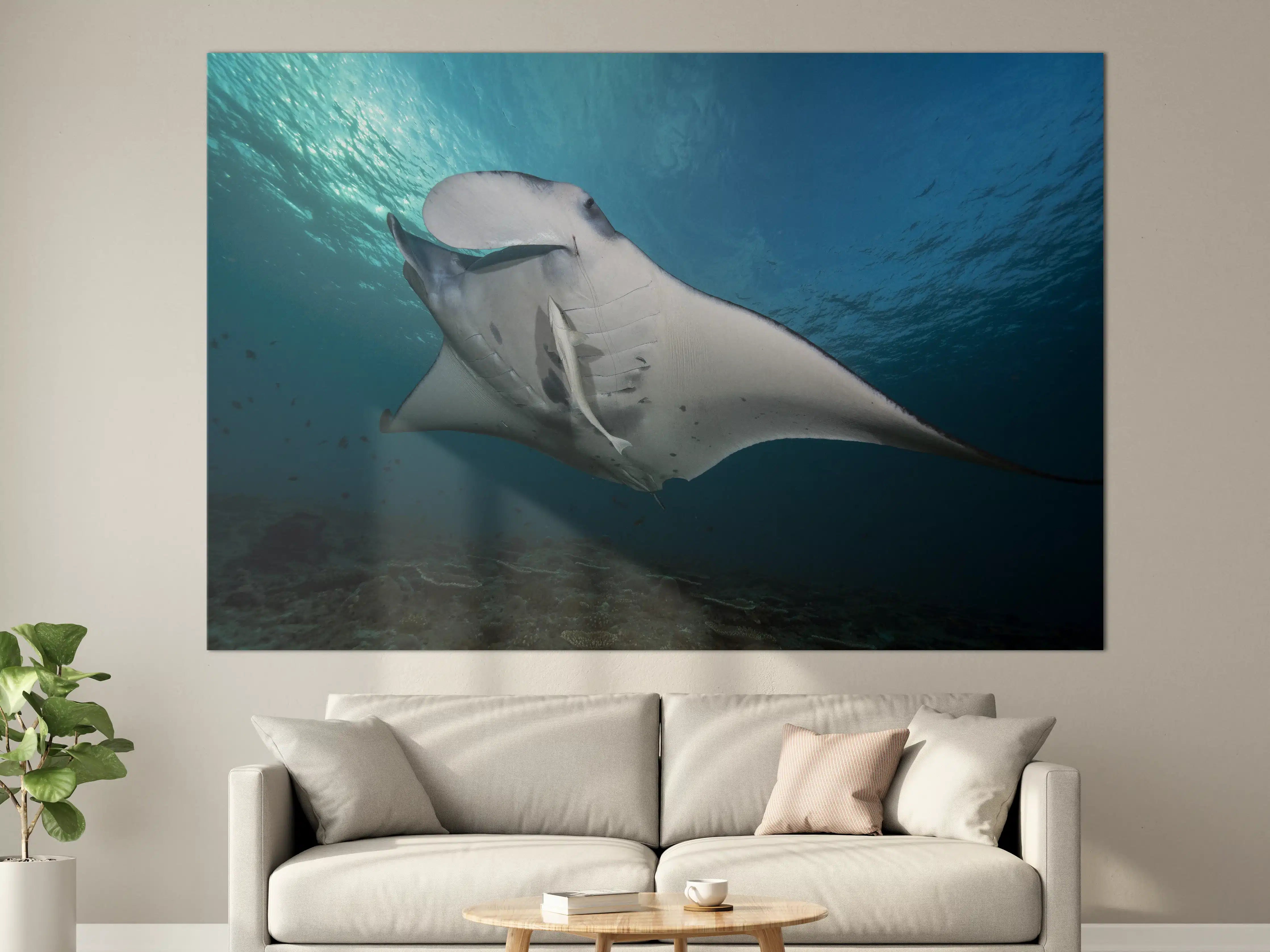 Große Wandbilder - Riff-Manta Unterwasser