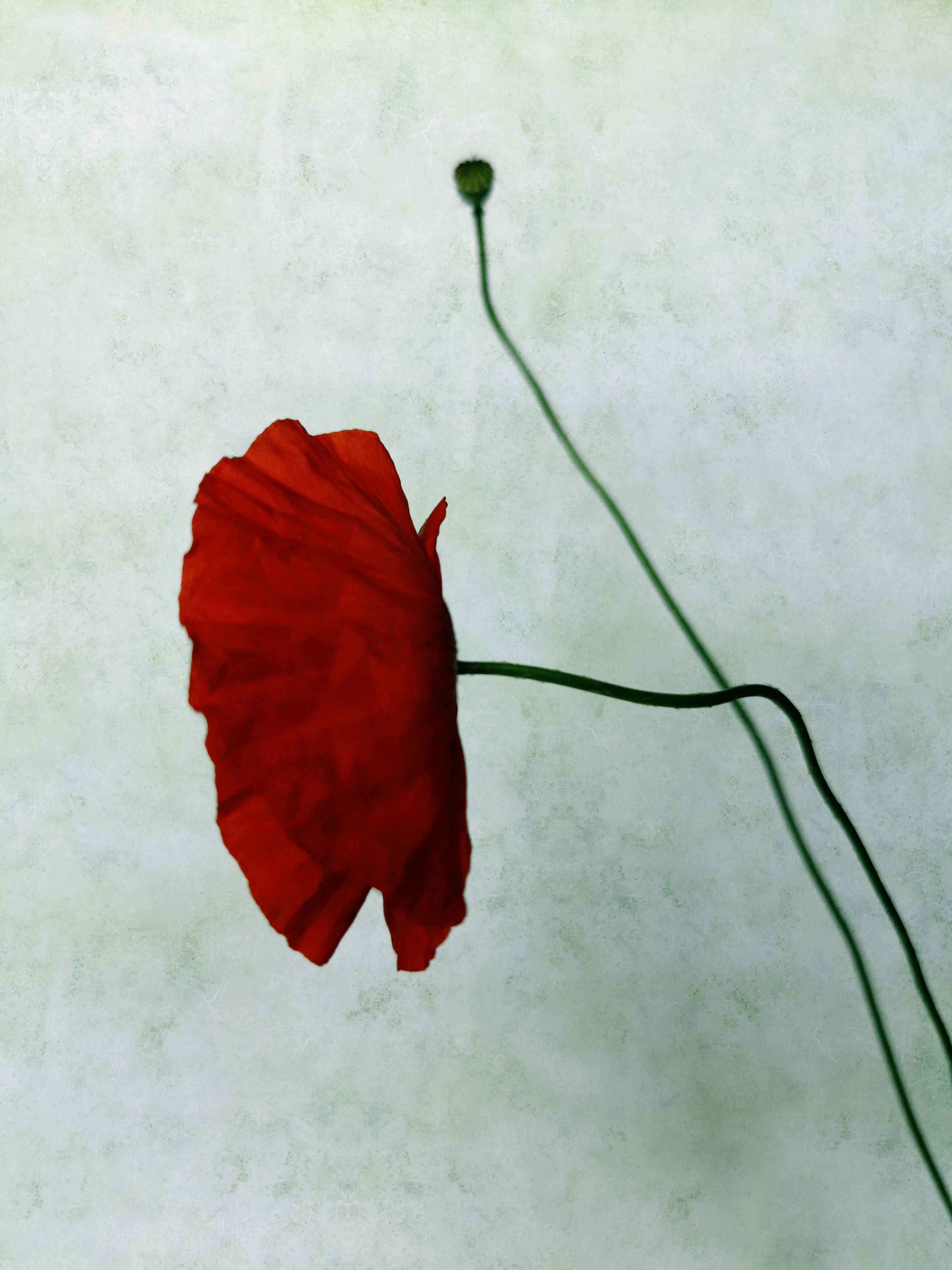 Große Wandbilder-Rote Mohnblume mit grünem Stängel