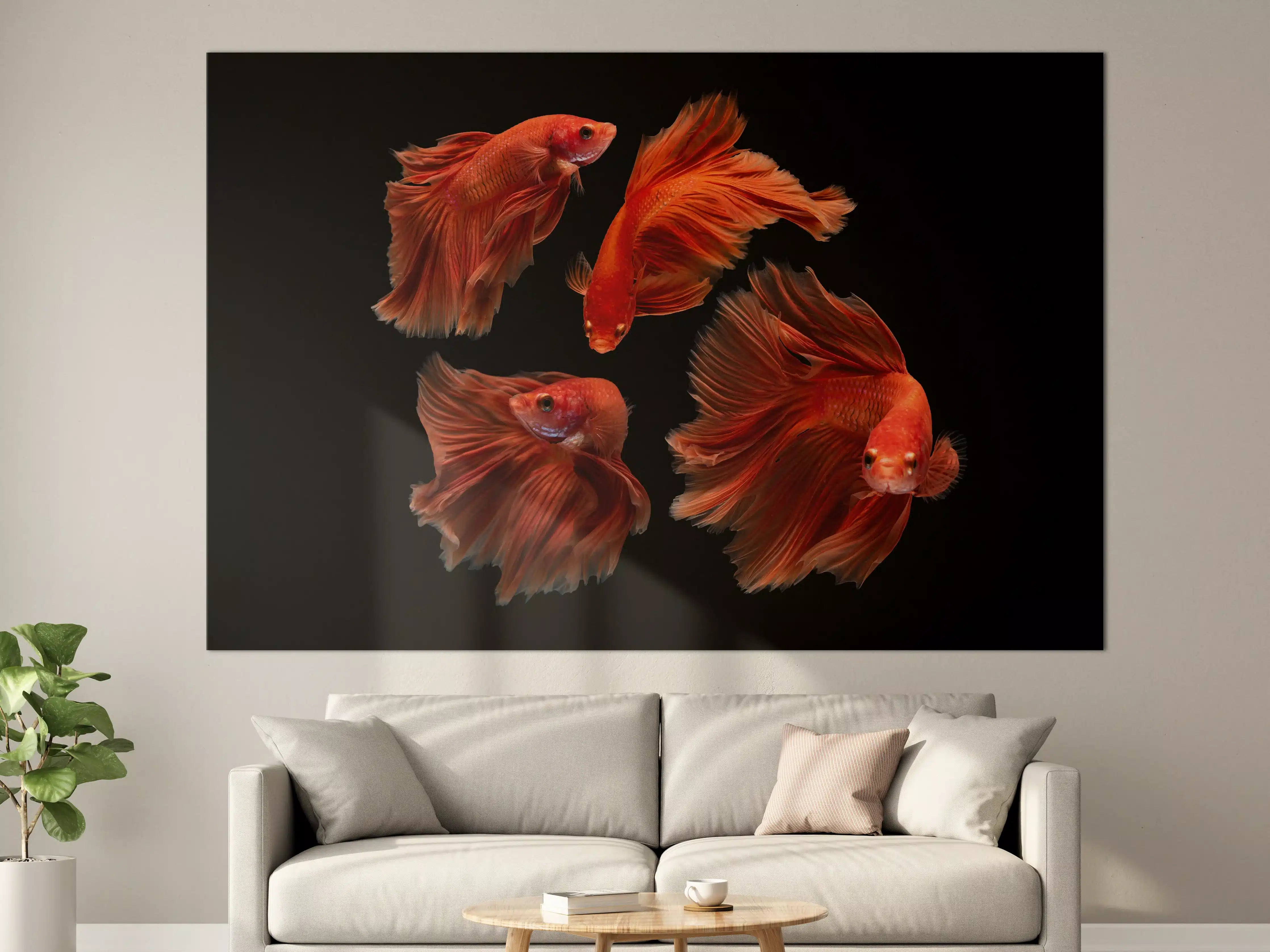 Große Wandbilder - Roter Betta Fisch