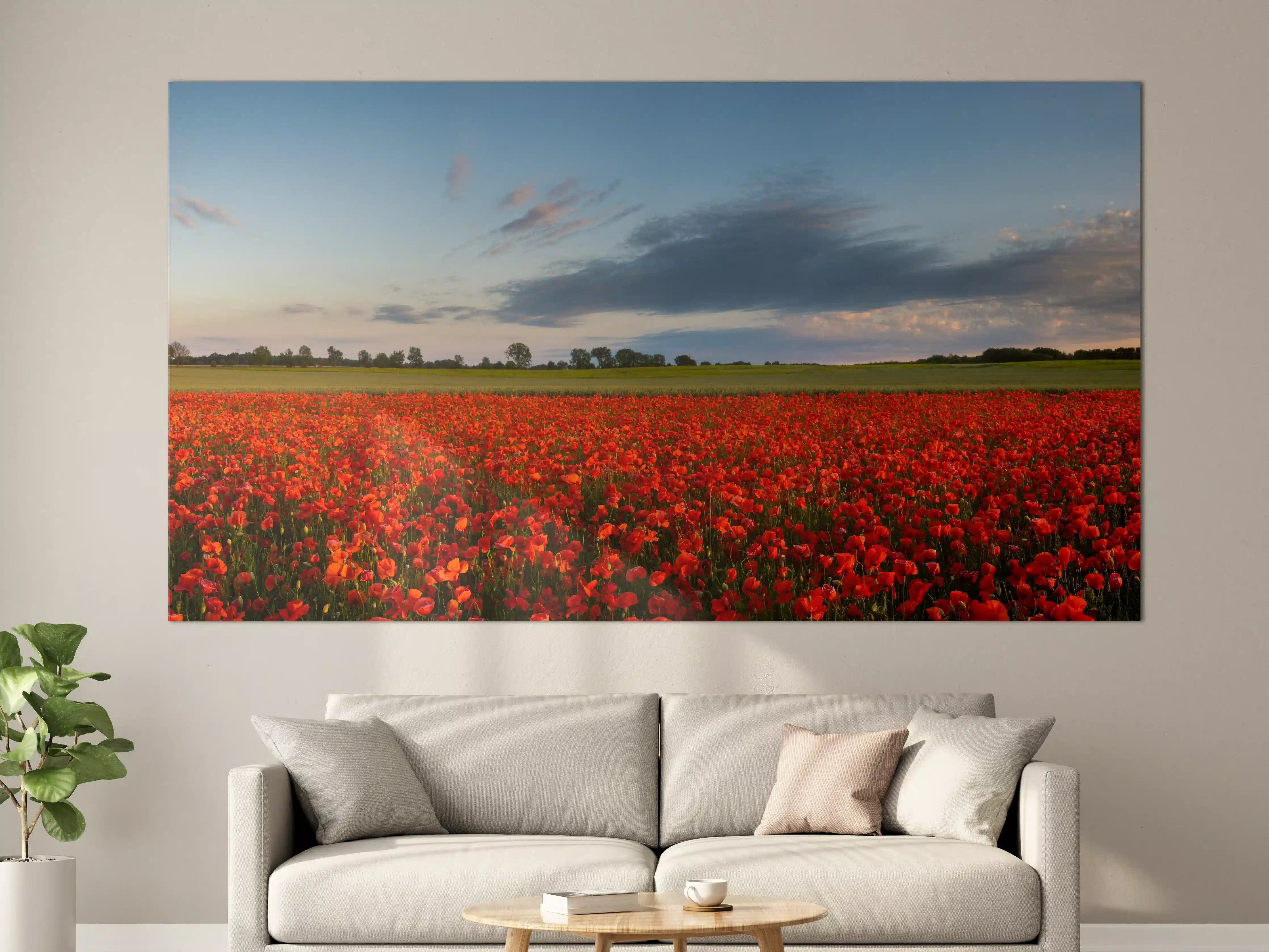 Große Wandbilder - Rotes Mohnfeld unter blauem Himmel