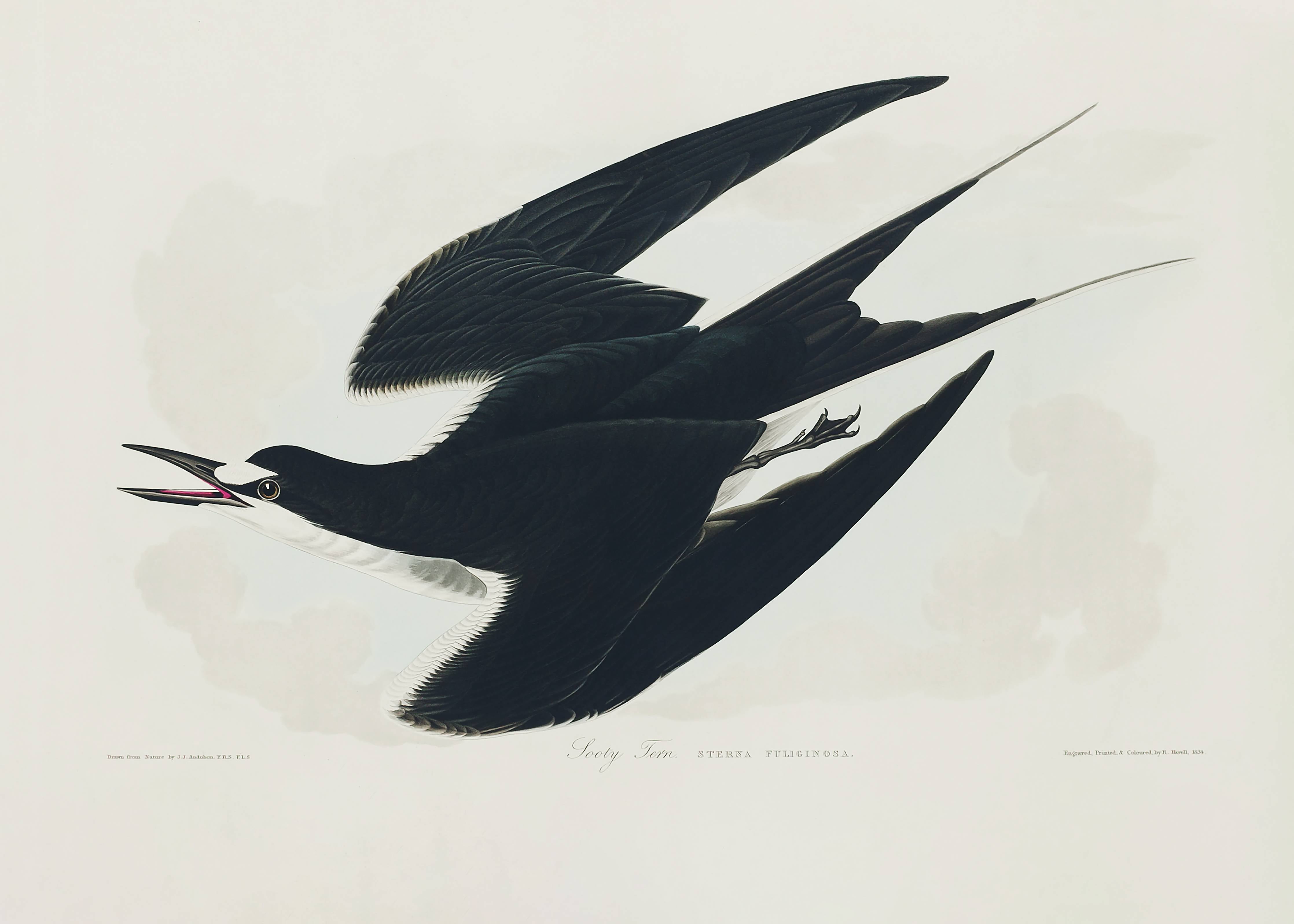Große Wandbilder-Rußseeschwalbe Portrait - John James Audubon