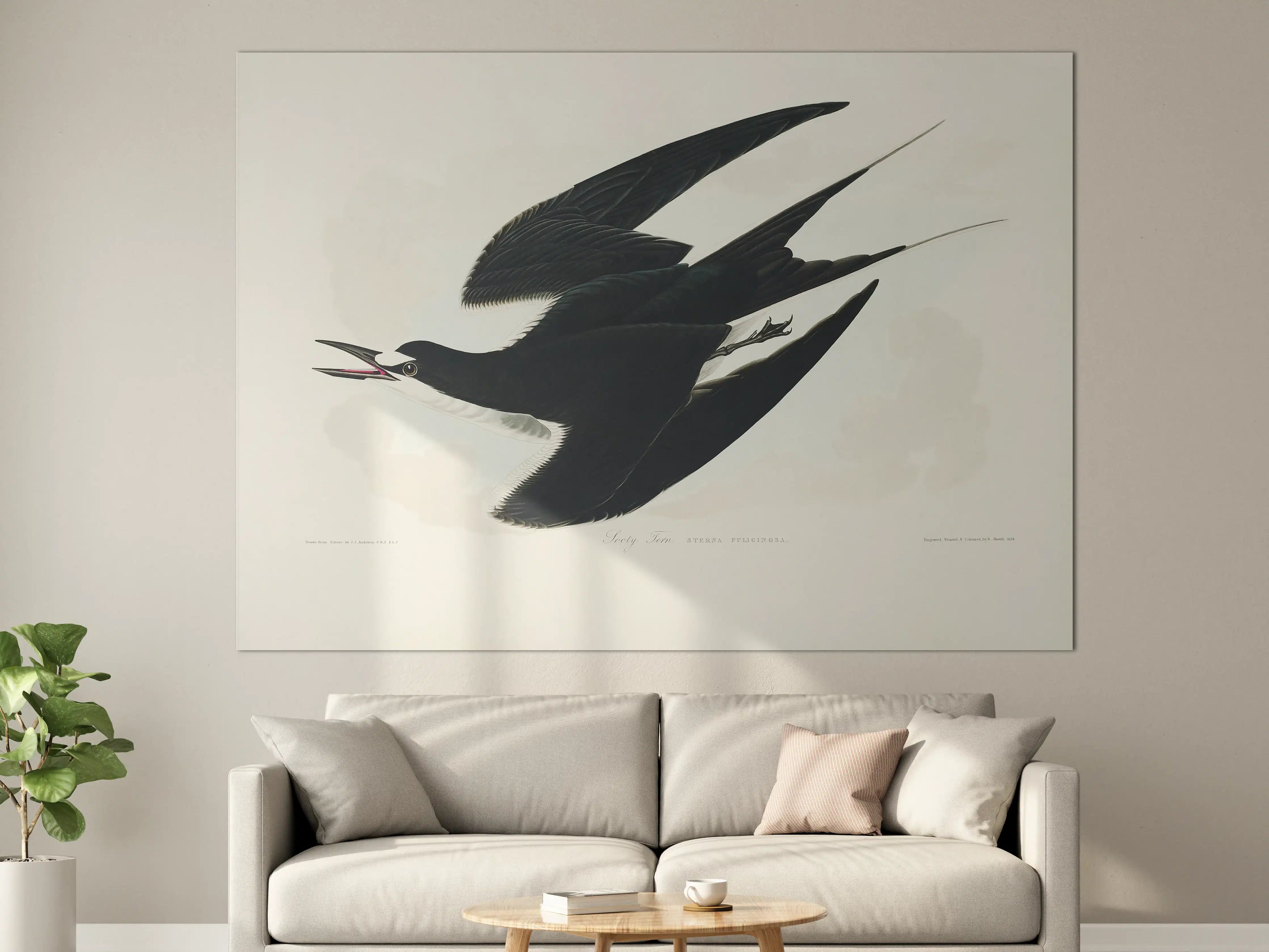 Große Wandbilder - Rußseeschwalbe Portrait - John James Audubon