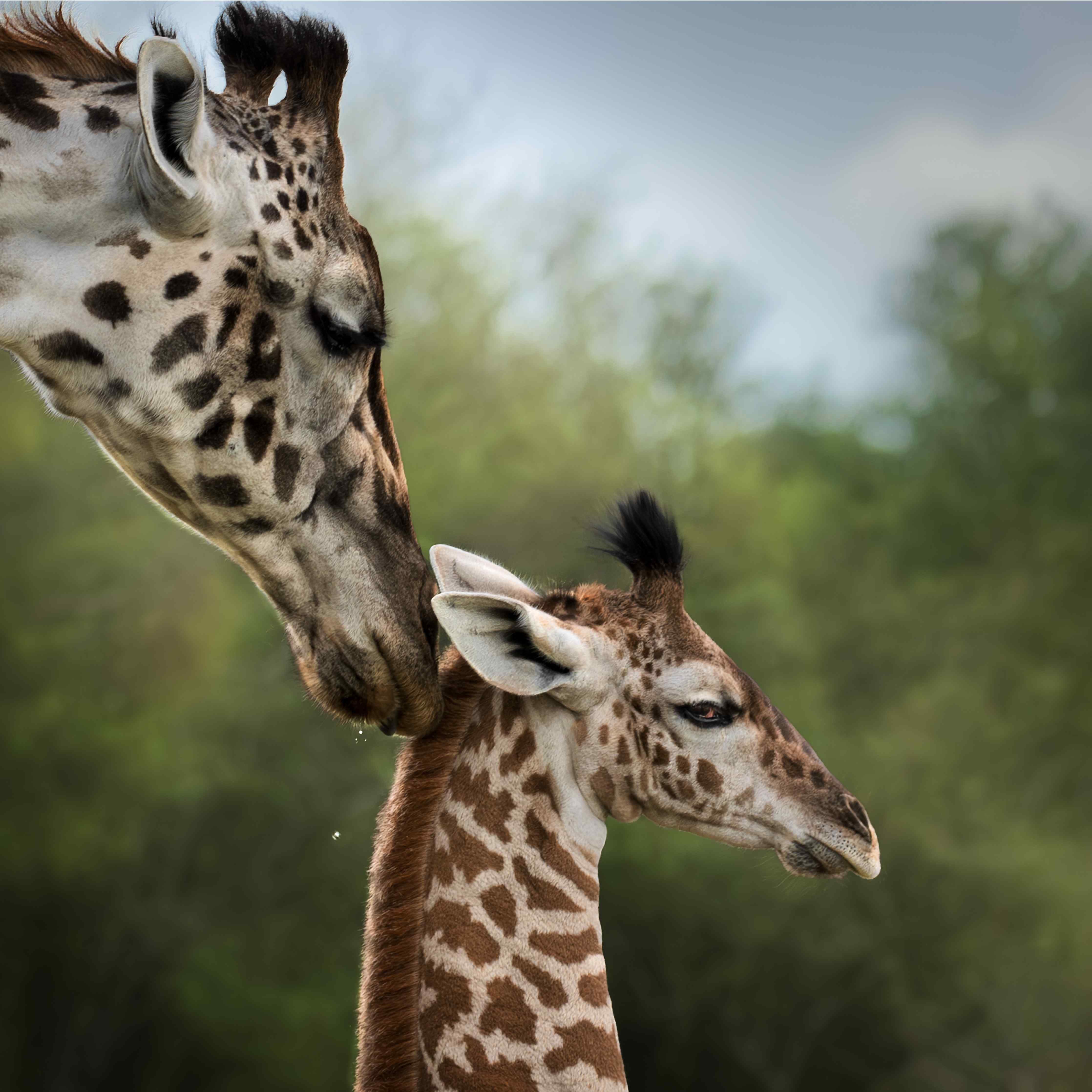 Große Wandbilder-Sanfte Giraffen in freier Natur