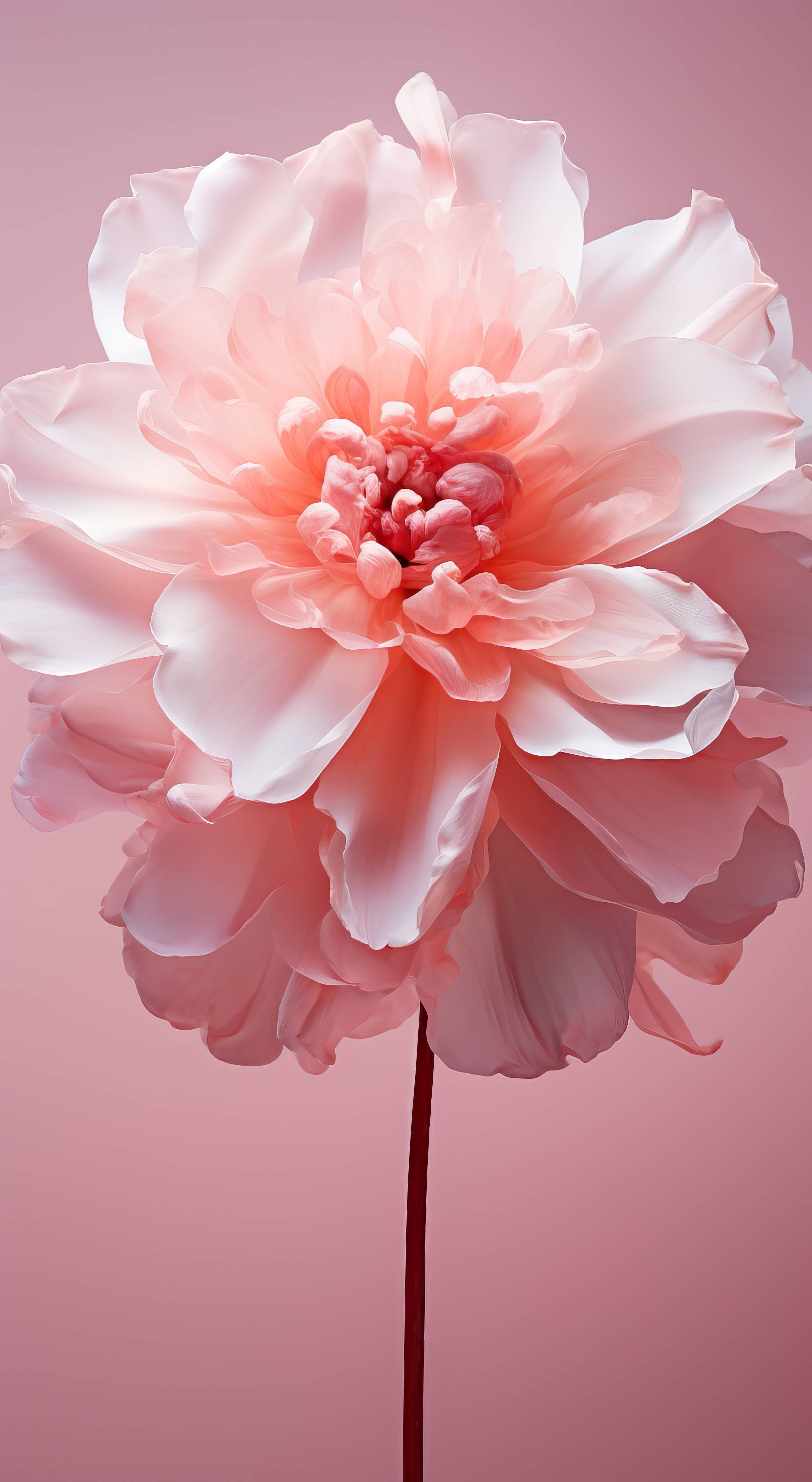 Große Wandbilder-Sanfte Pfingstrosenblüte in Rosa