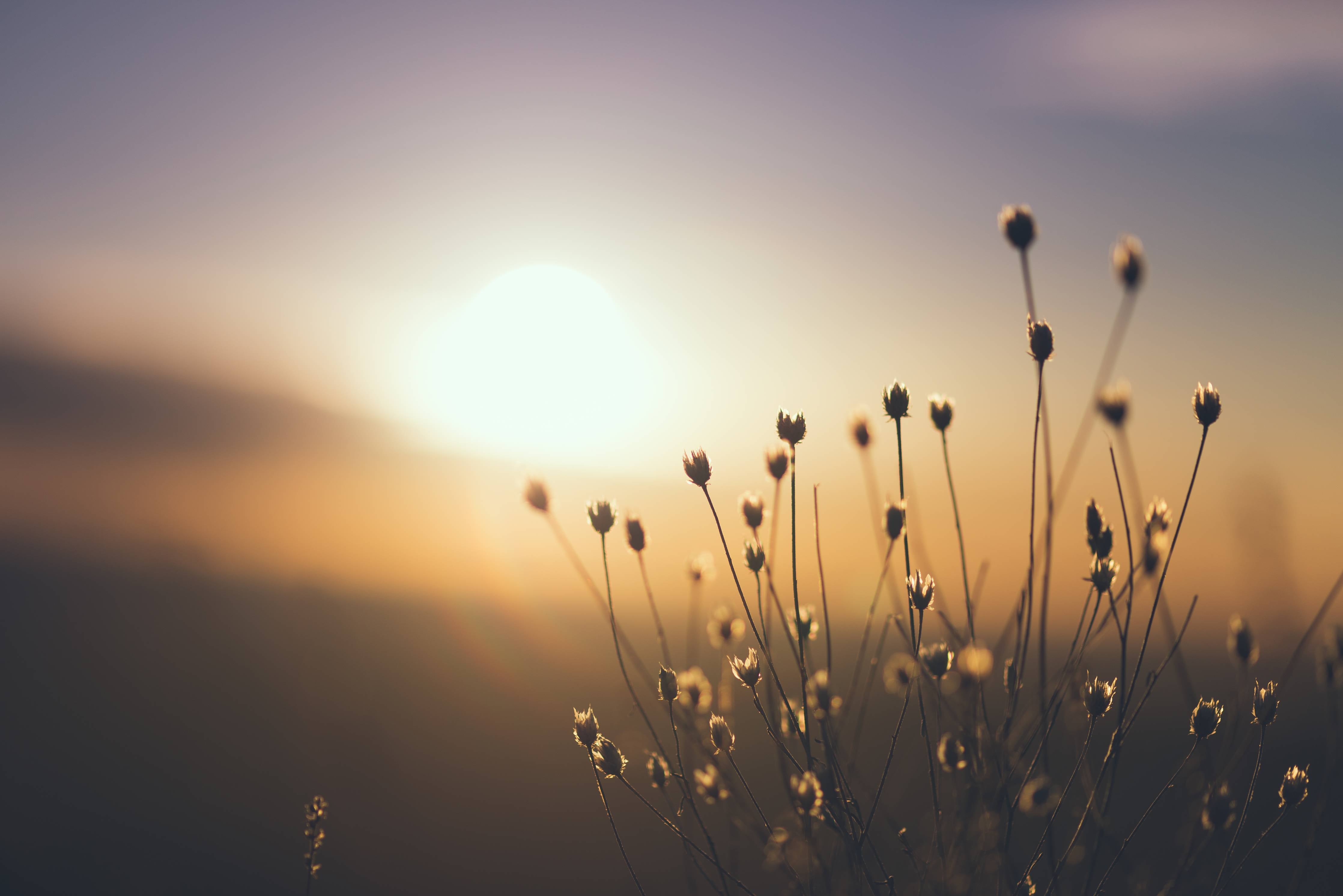 Große Wandbilder-Sanfte Sonnenuntergangsszene mit Blumen