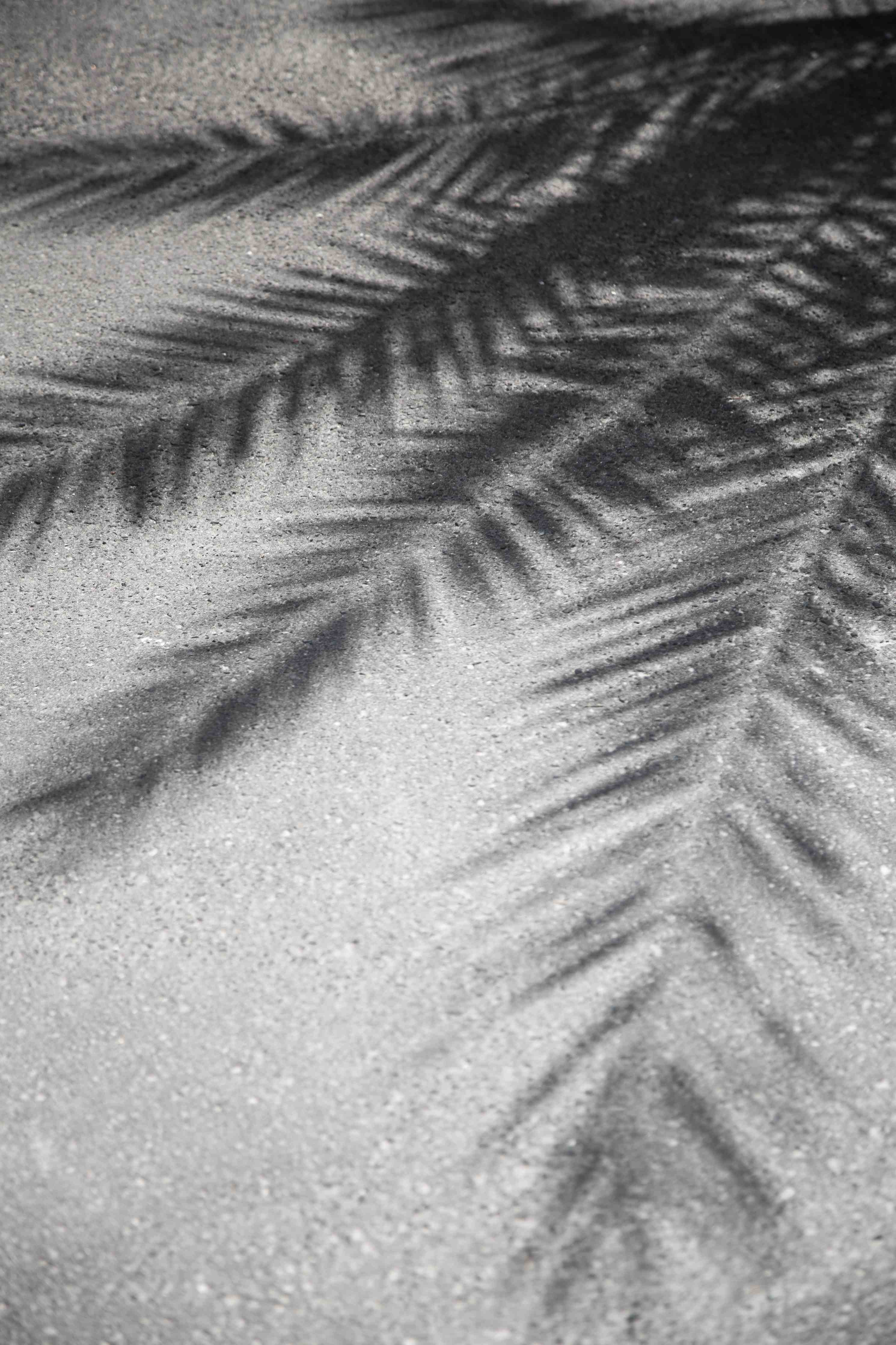 Große Wandbilder-Schattenspiel von Palmen im Sand