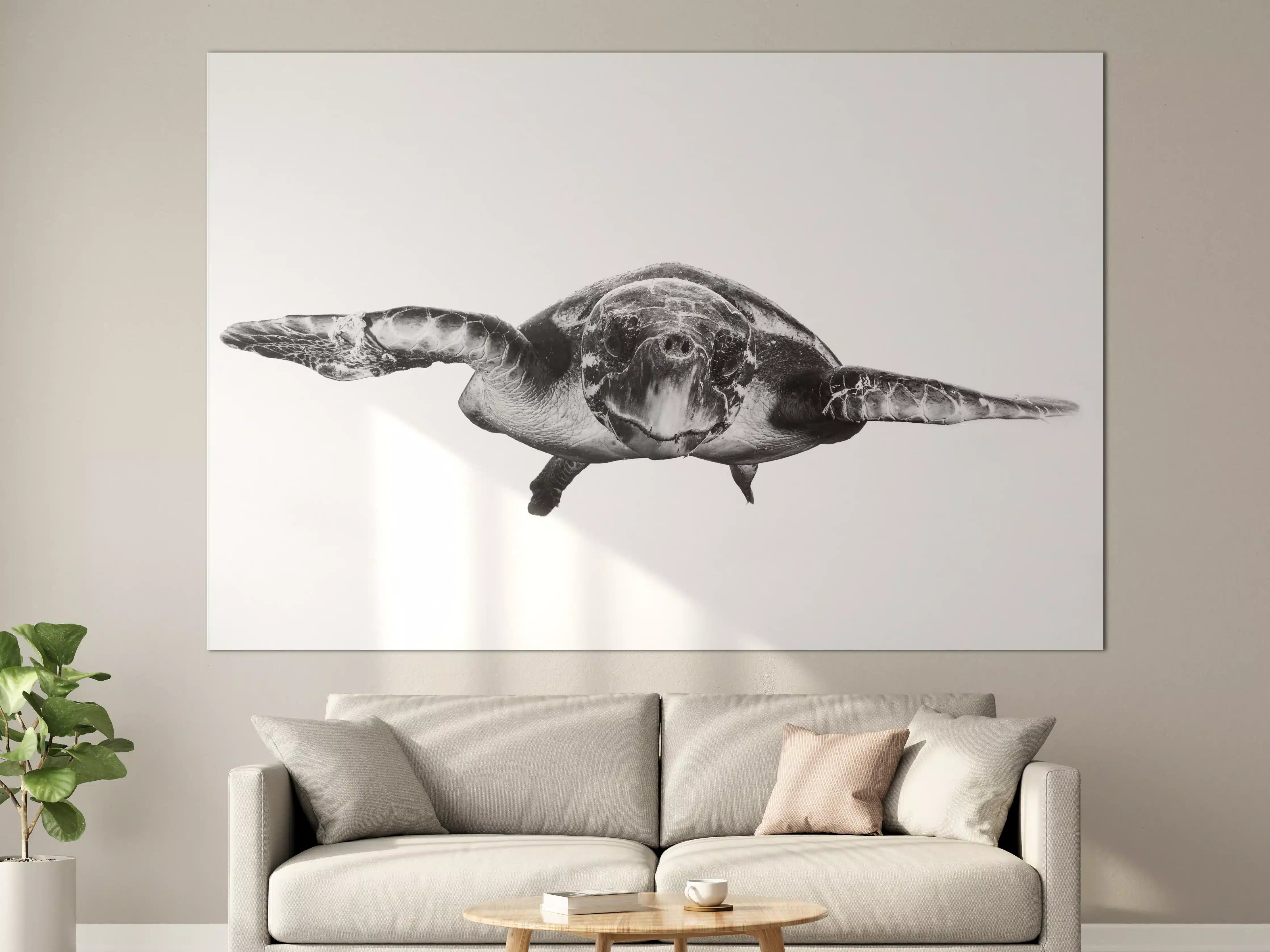 Große Wandbilder - Schildkröte