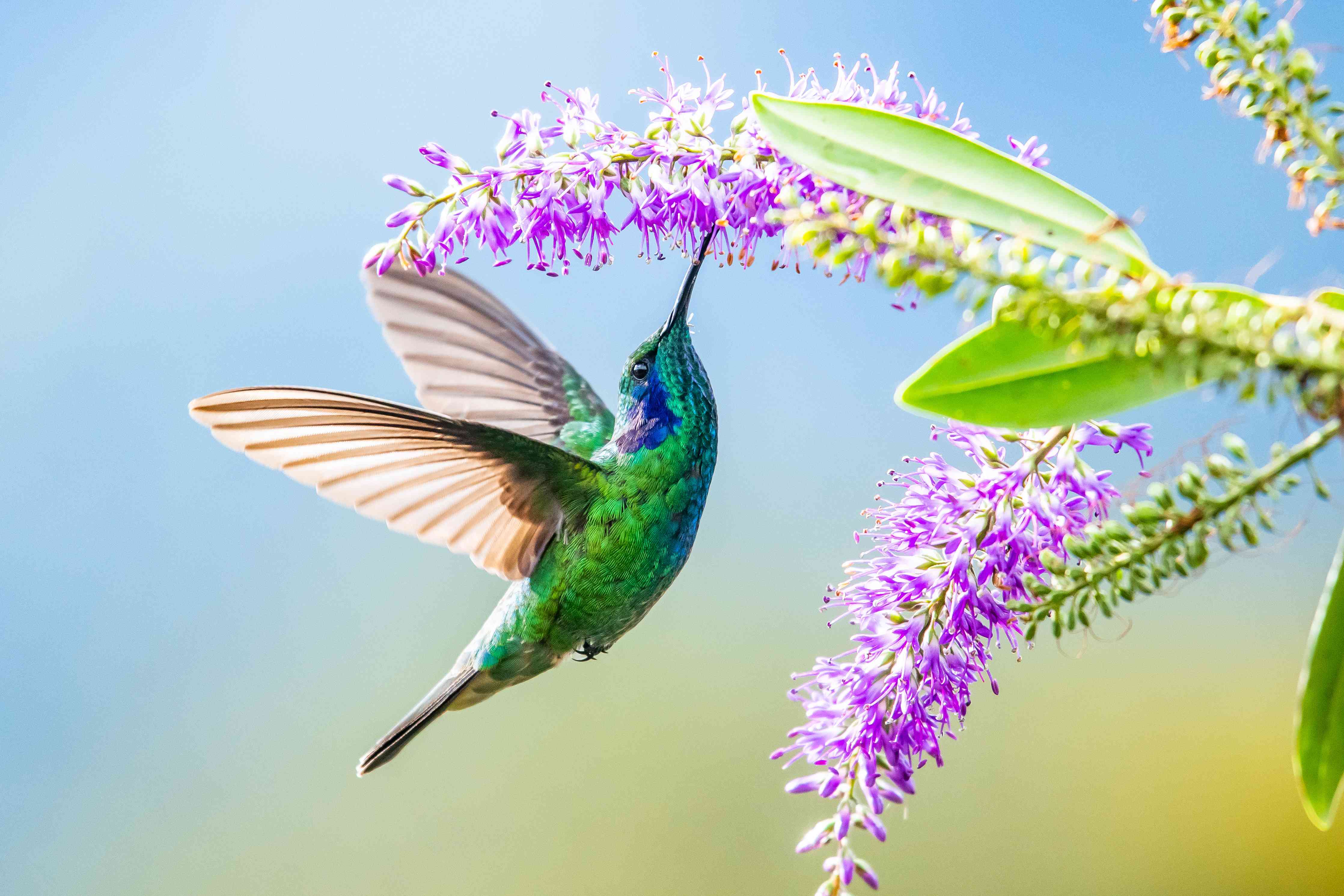 Große Wandbilder-Schimmernder Kolibri mit Lavendelblüten