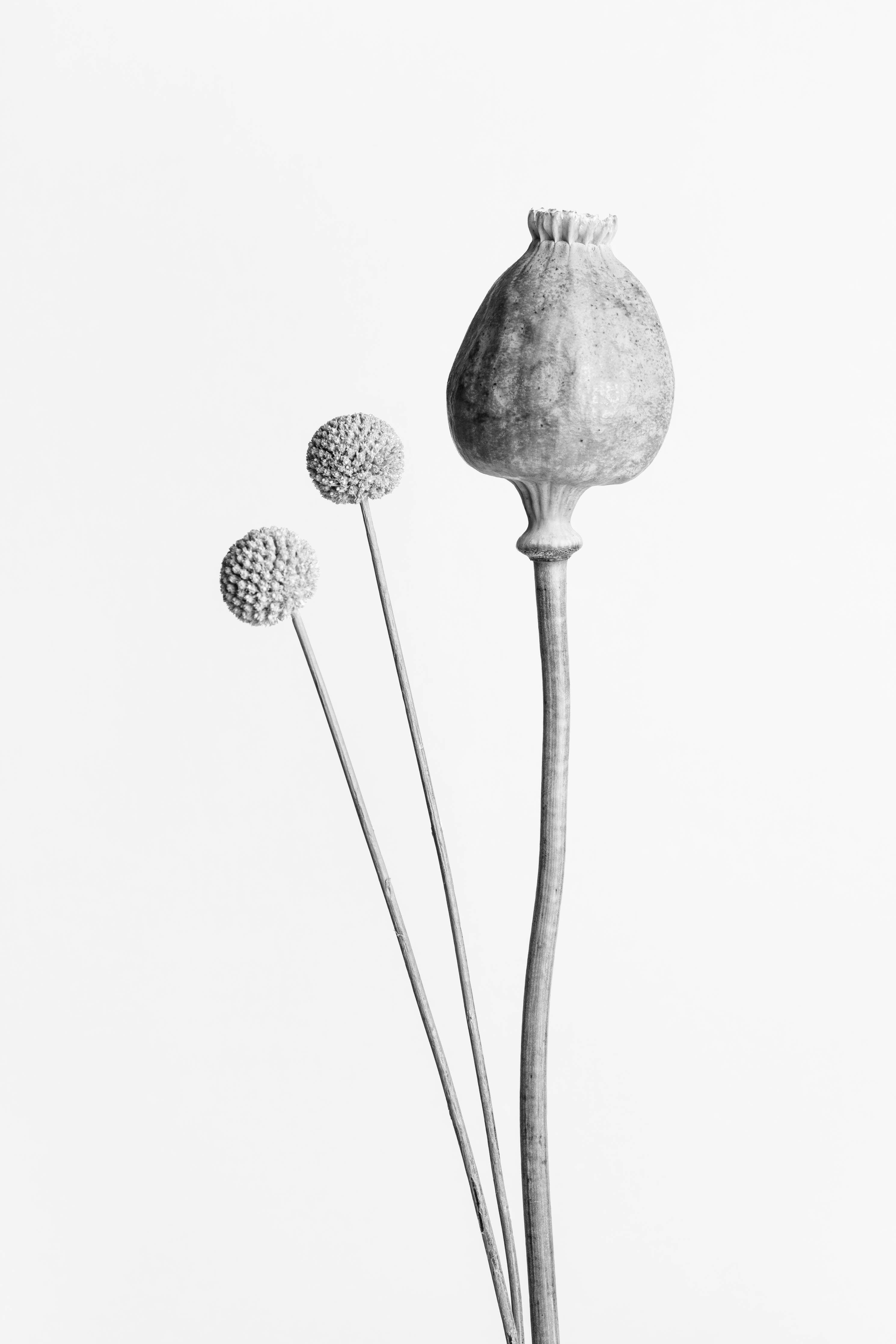 Große Wandbilder-Schlichte Blumenstudie in Schwarz-Weiß