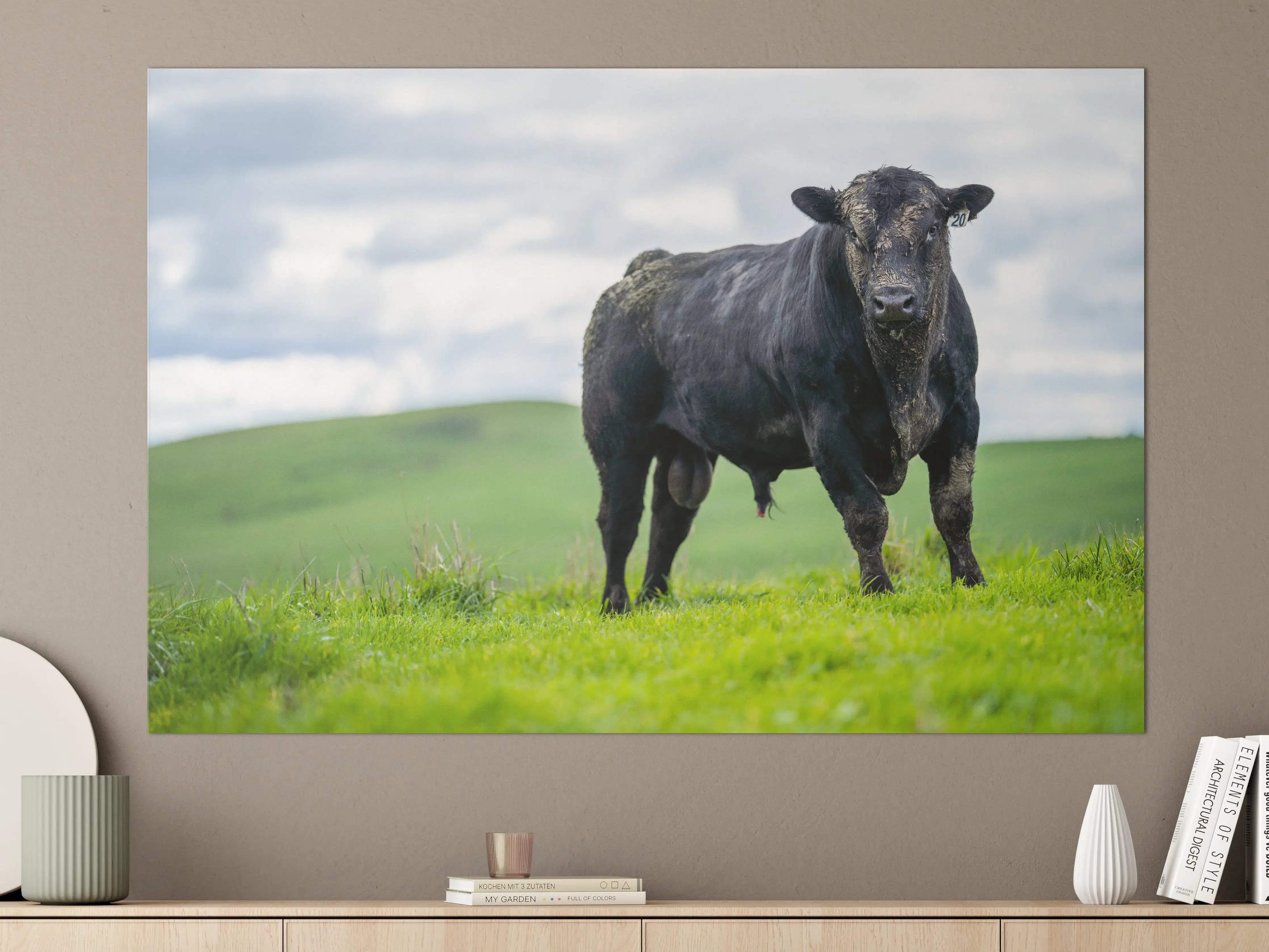 Große Wandbilder - Schmutziger Aberdeen Angus