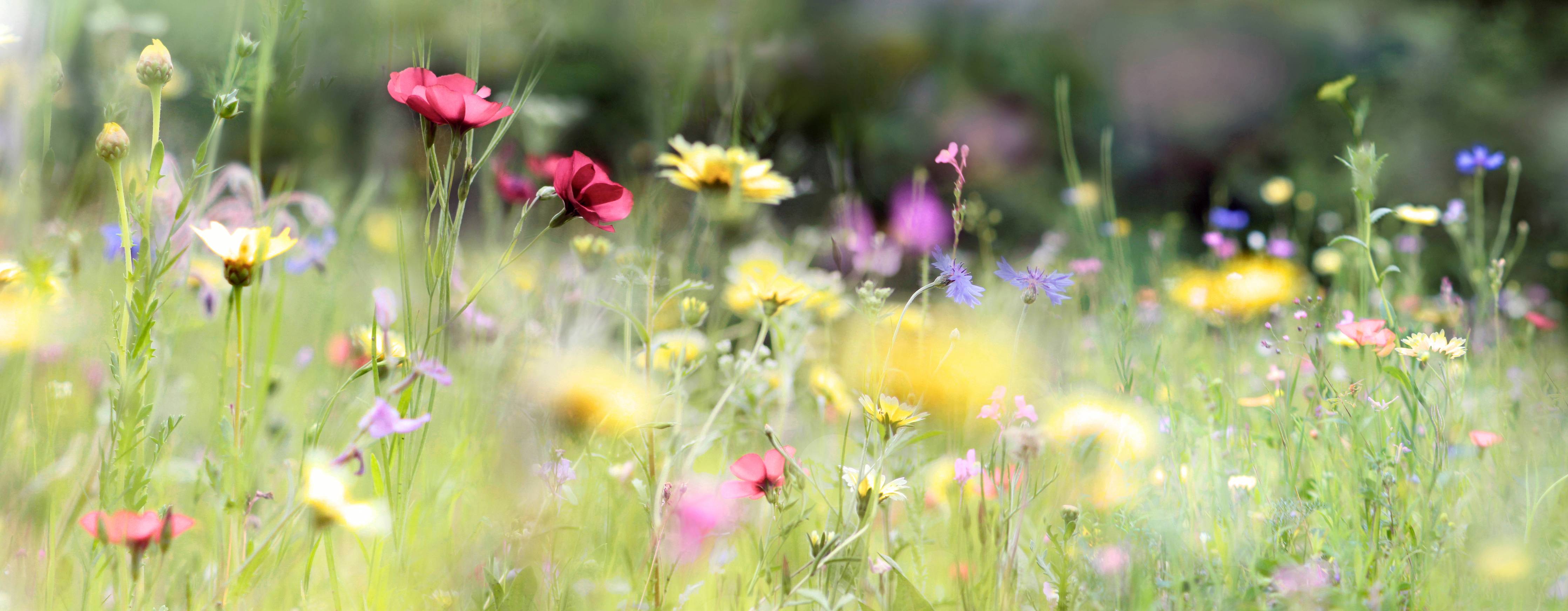 Große Wandbilder-Schöne Wildblumenwiese