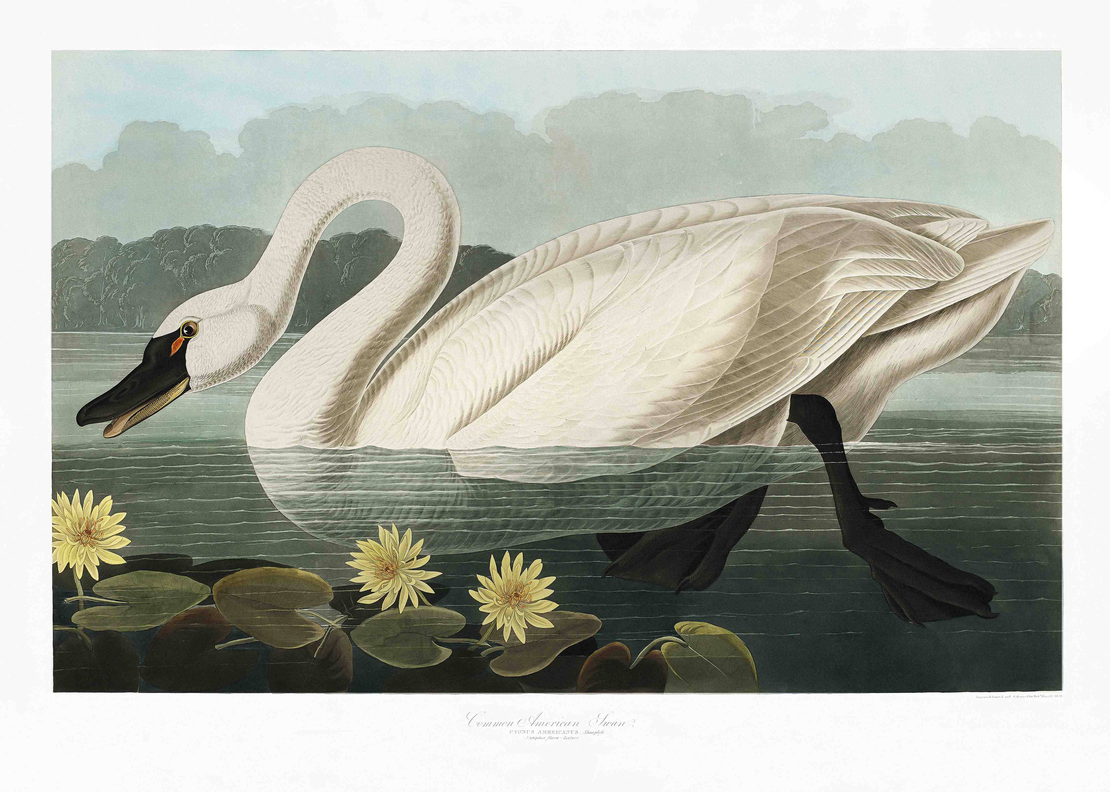 Große Wandbilder-Schwan Portait - Robert Havell