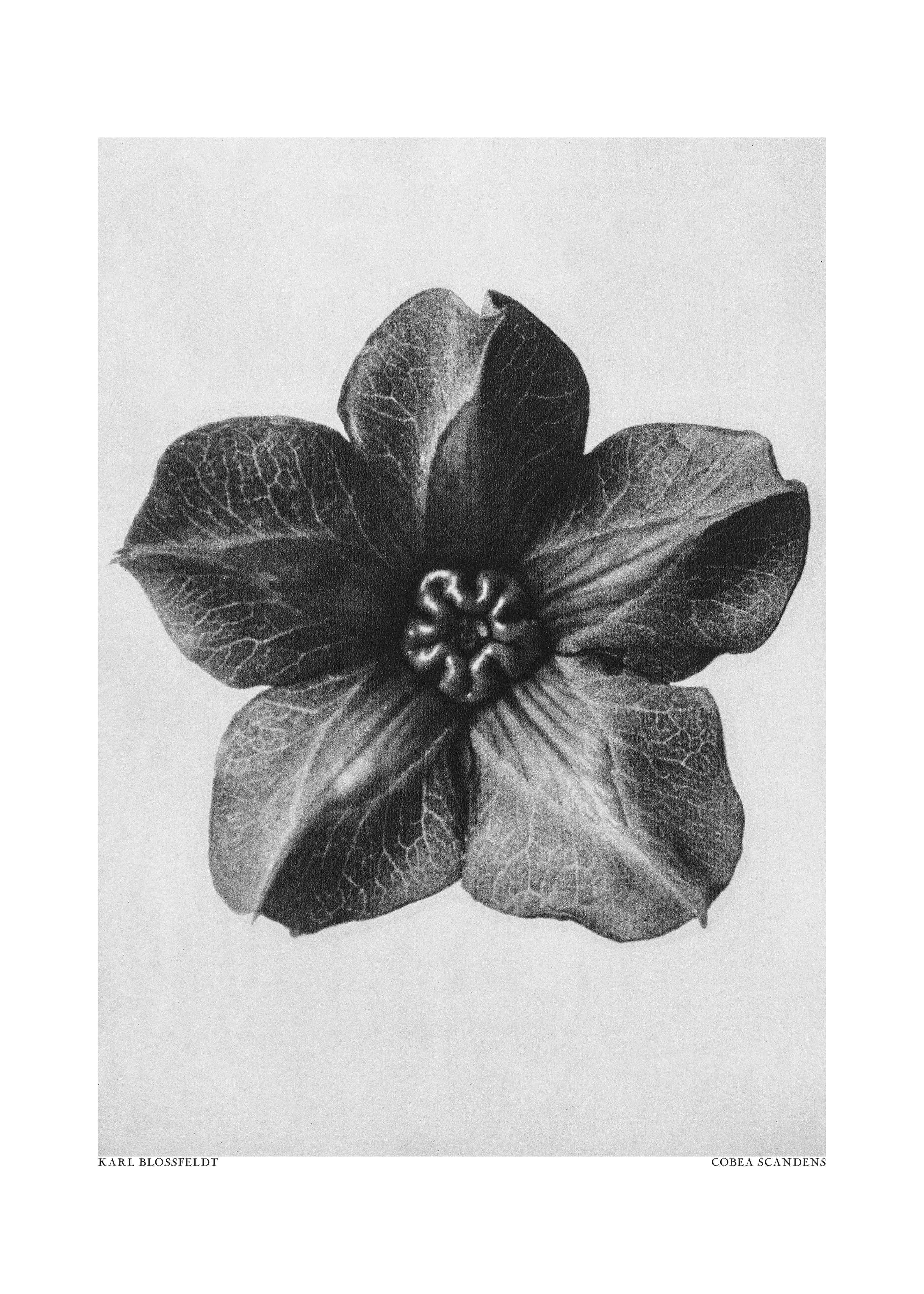 Große Wandbilder-Schwarz-Weiß-Blumen-Illusion