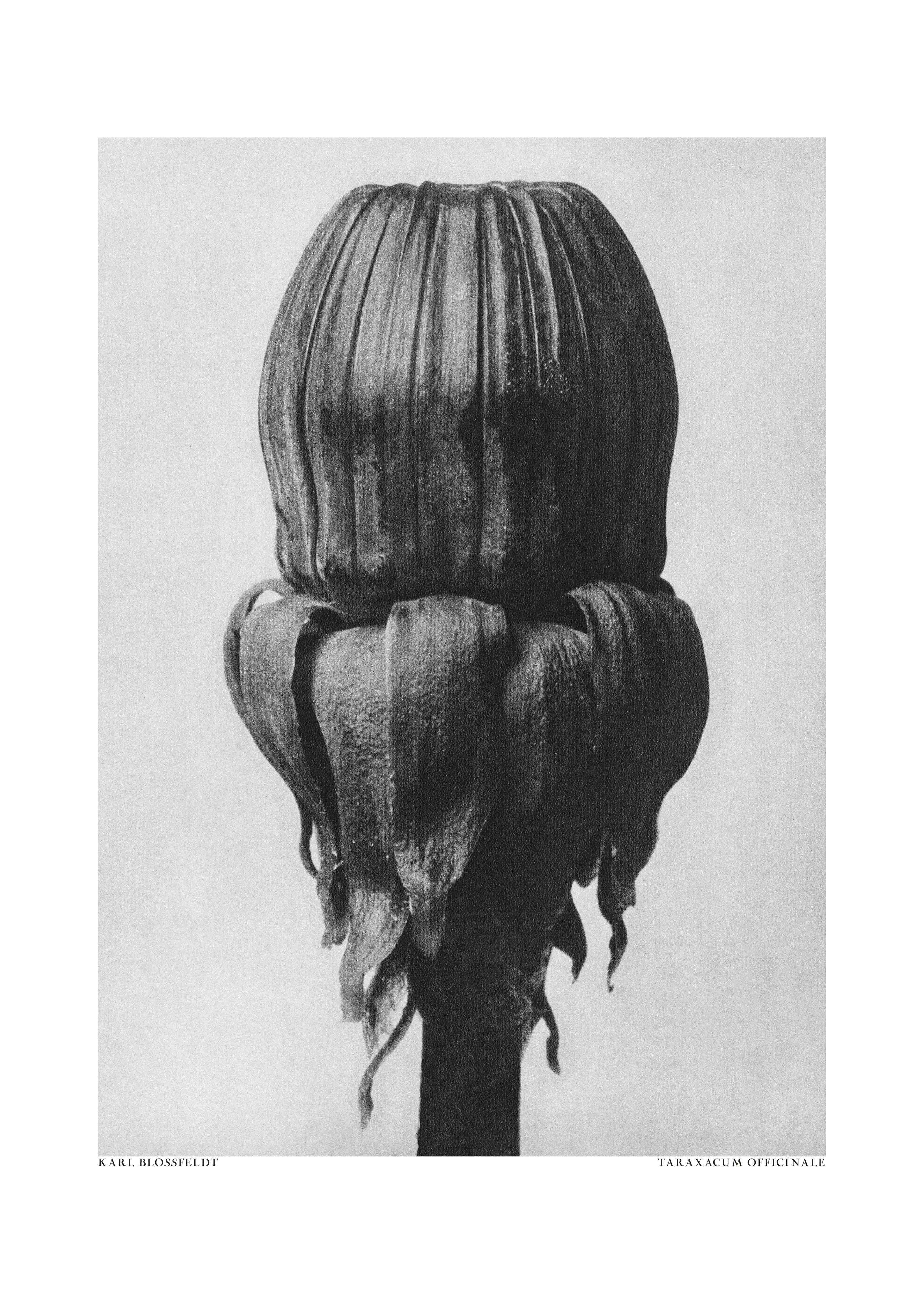 Große Wandbilder-Schwarz-Weiß Blumenkopf