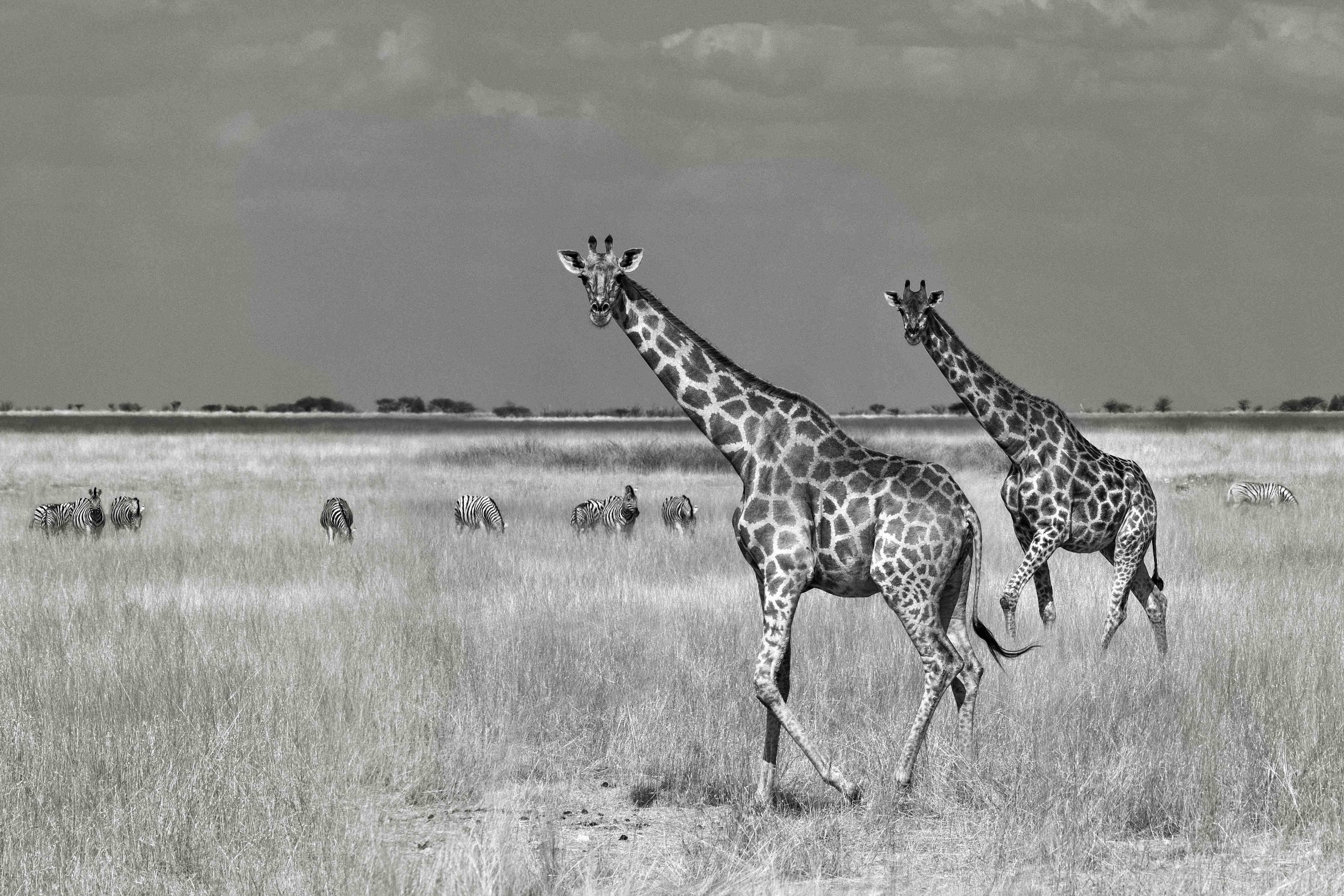 Große Wandbilder-Schwarz-Weiß-Giraffen in der Steppe