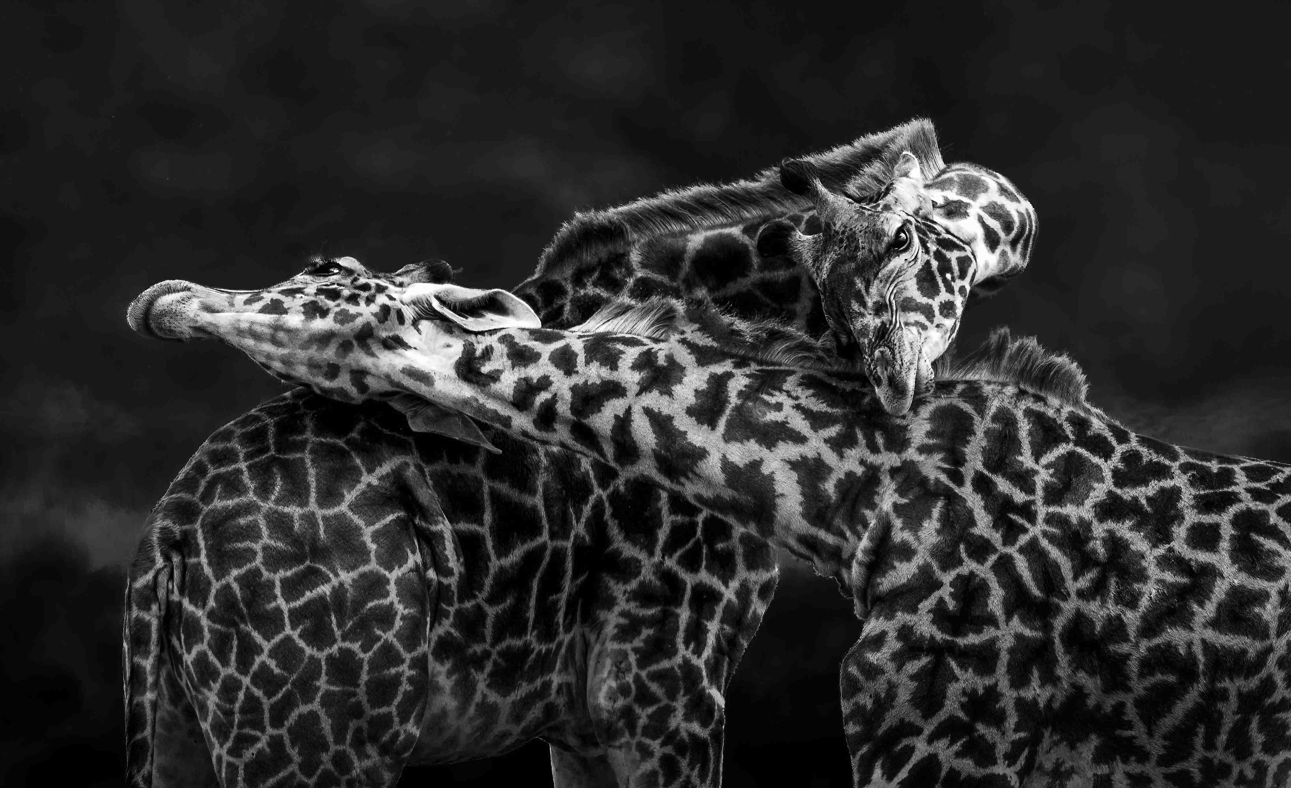 Große Wandbilder-Schwarz-Weiß-Giraffen in inniger Umarmung