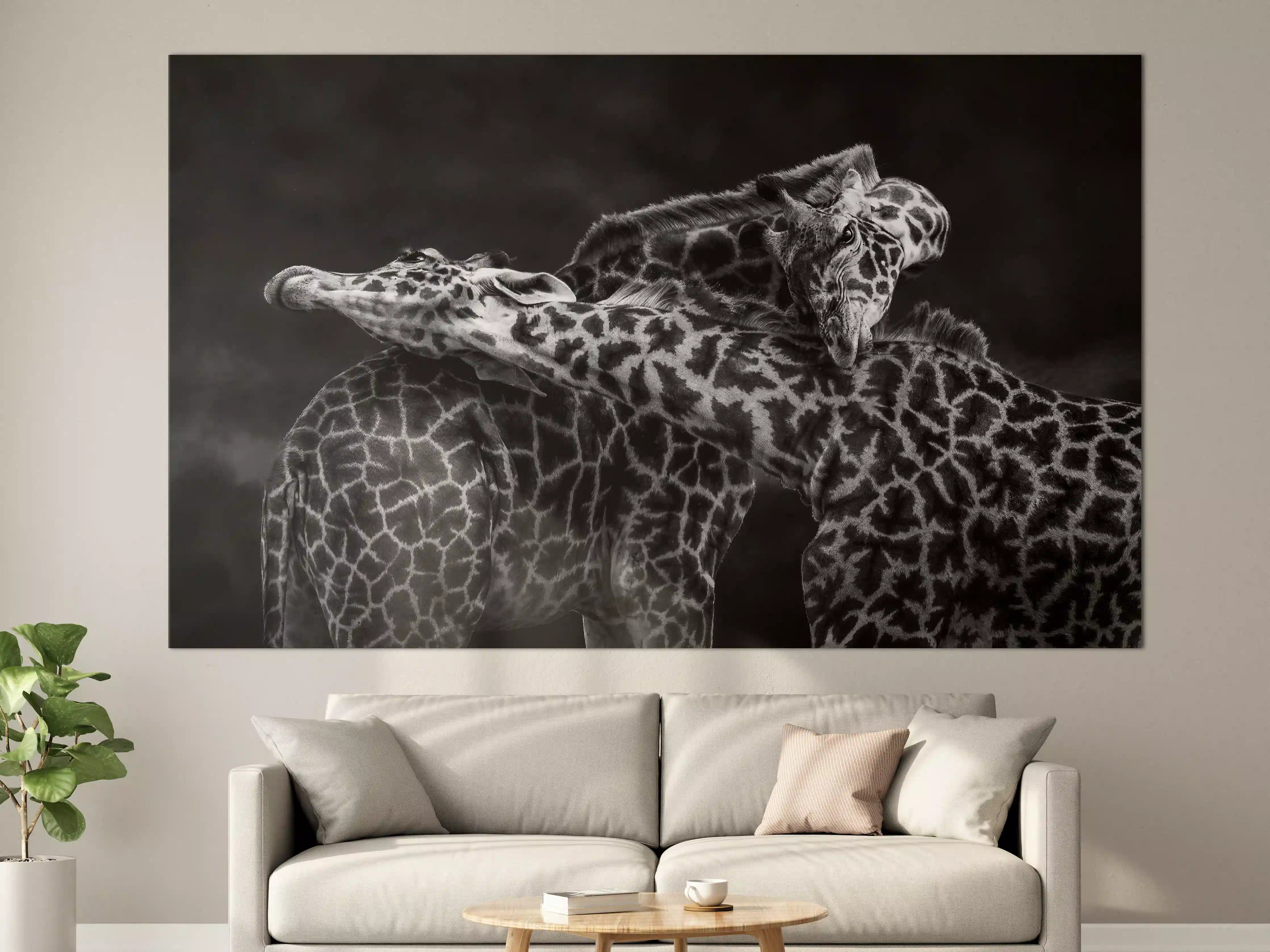Große Wandbilder - Schwarz-Weiß-Giraffen in inniger Umarmung