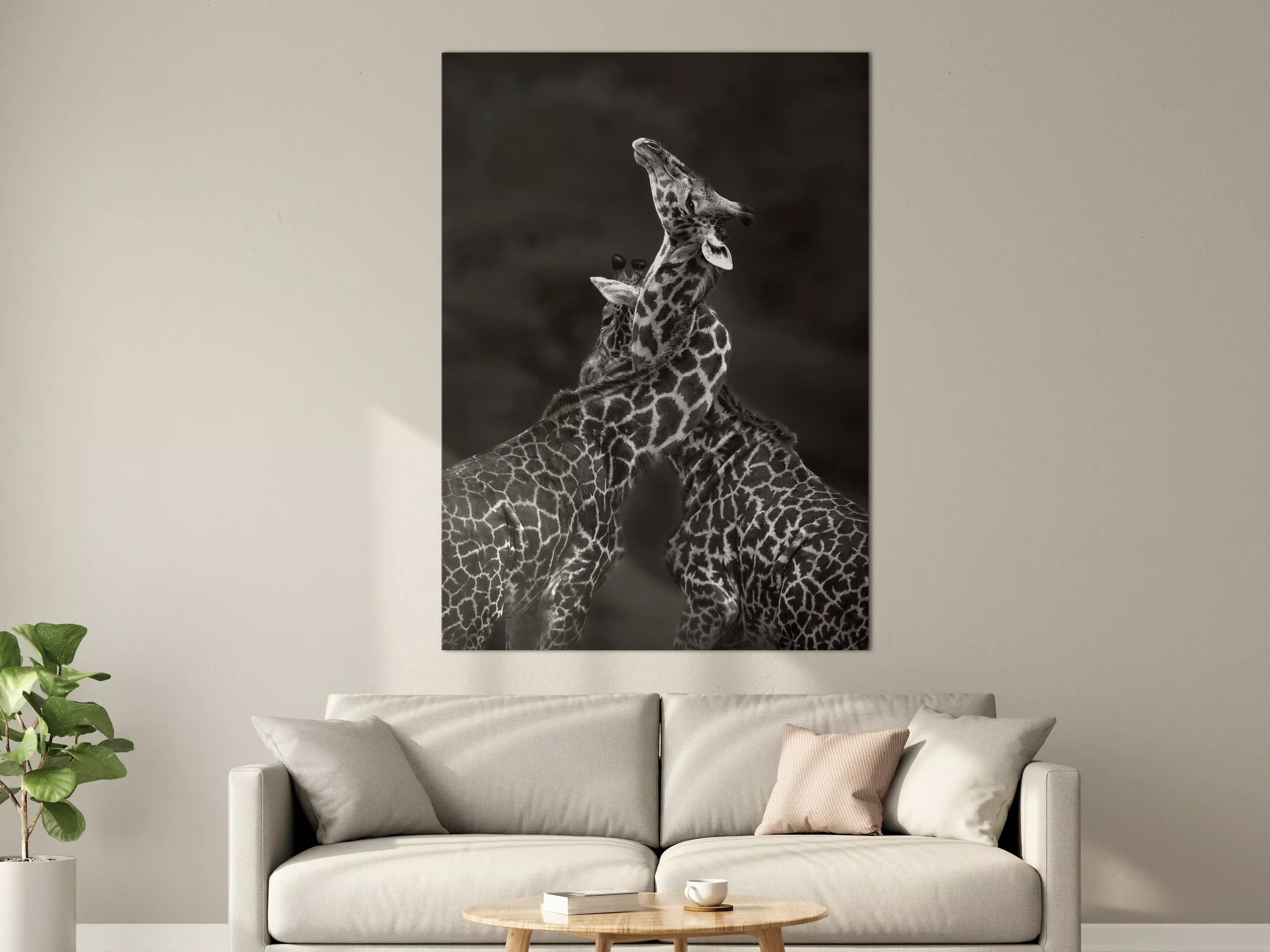 Große Wandbilder - Schwarz-Weiß-Giraffen in natürlicher Pose