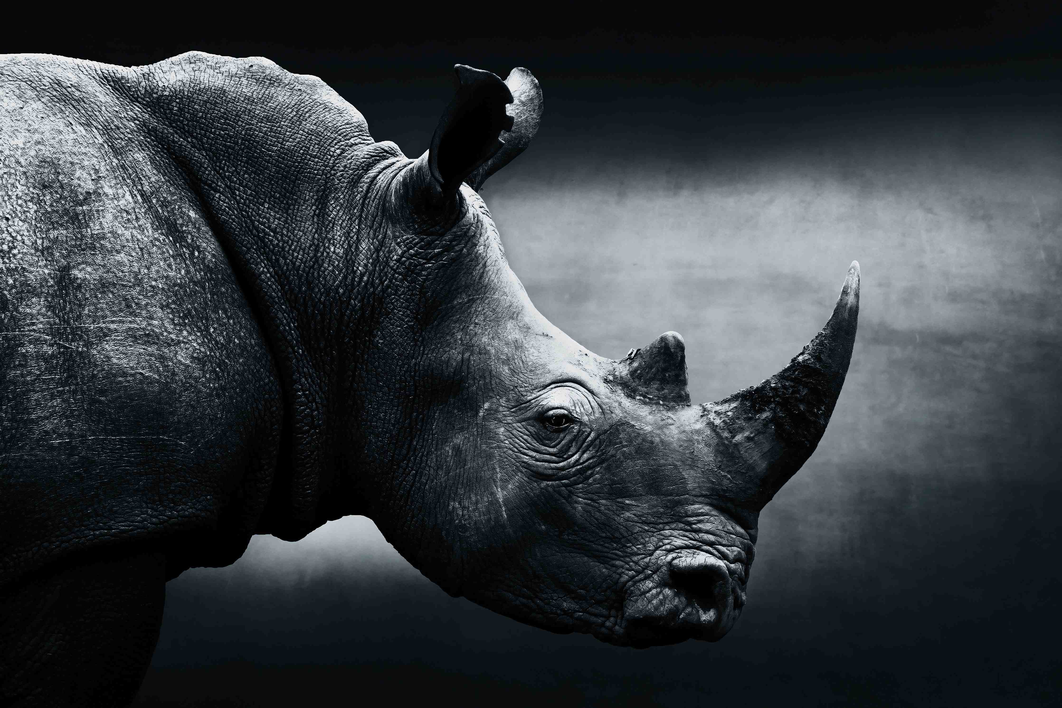 Große Wandbilder-Schwarz-Weiß-Rhino im Dämmerlicht