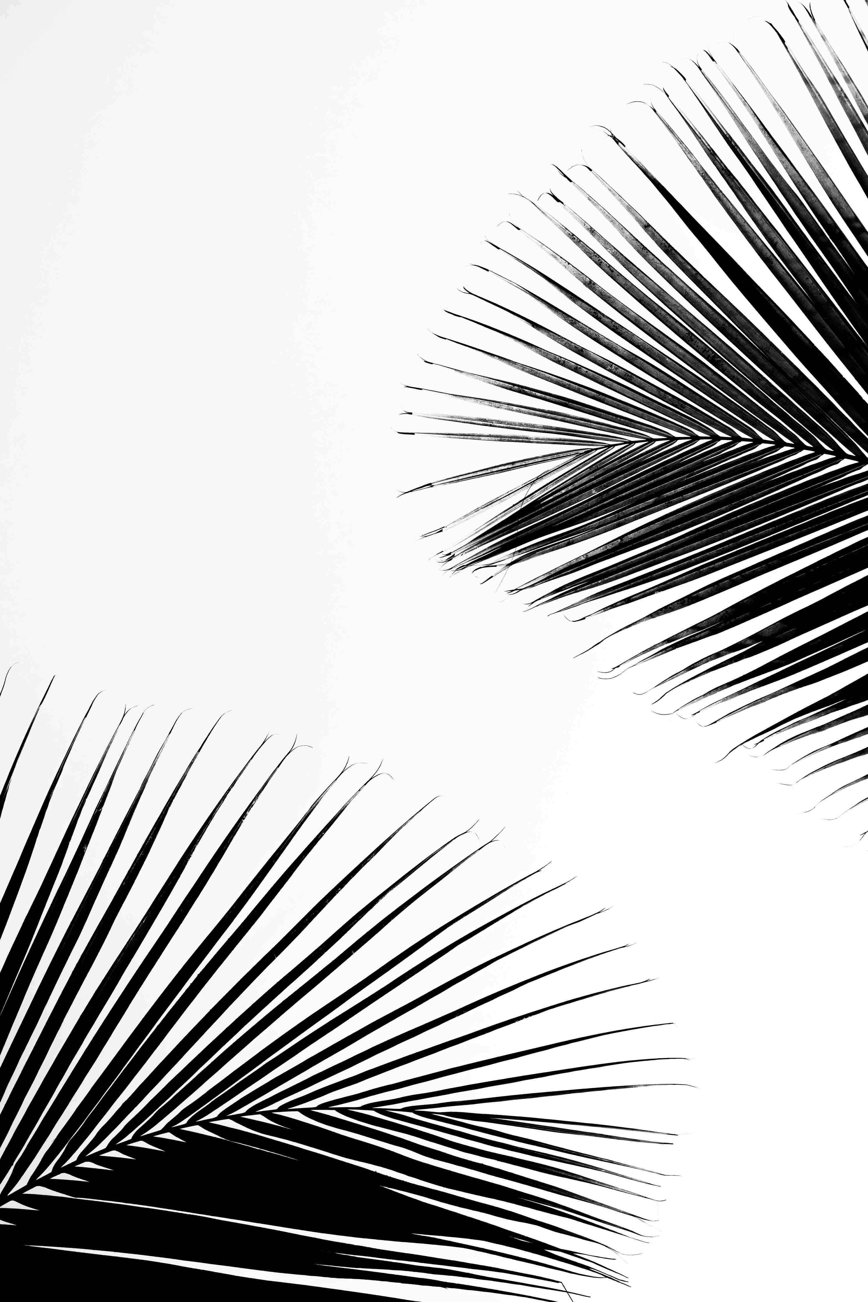 Große Wandbilder-Schwarz-Weiße Palmenblätter im minimalistischen Design