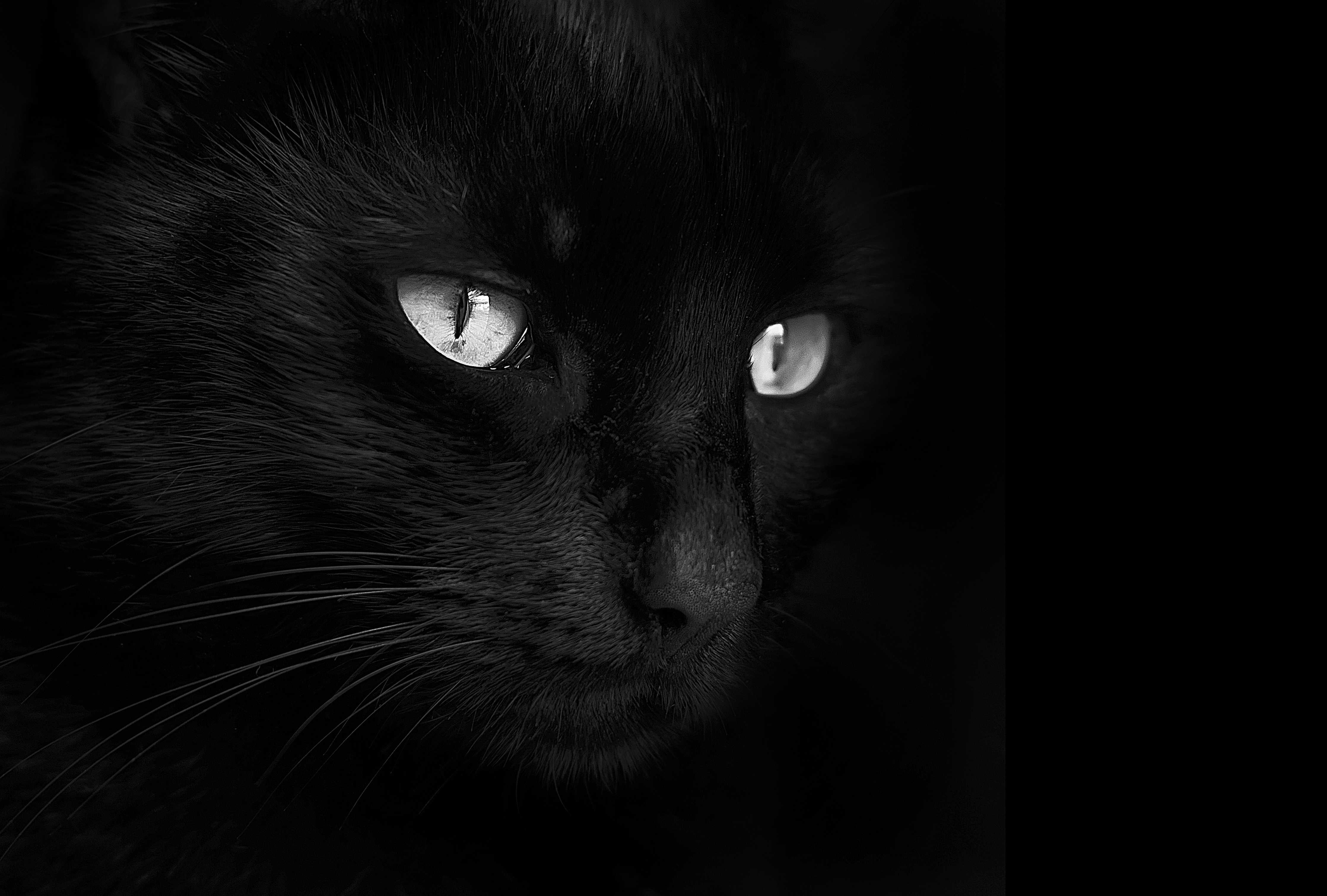 Große Wandbilder-Schwarze Katze mit leuchtenden Augen im Dunkeln