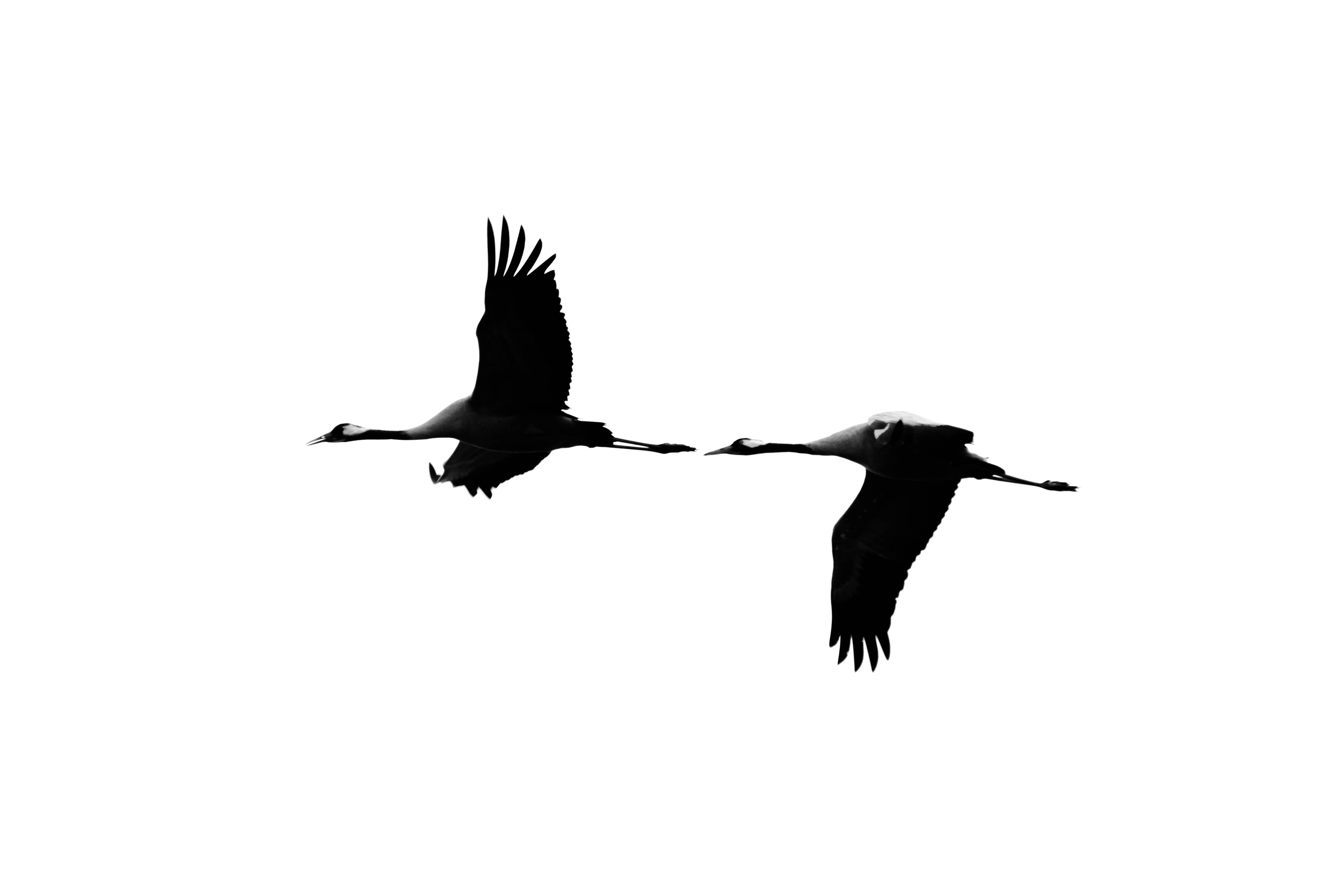 Große Wandbilder-Schwarze Silhouetten von fliegenden Vögeln